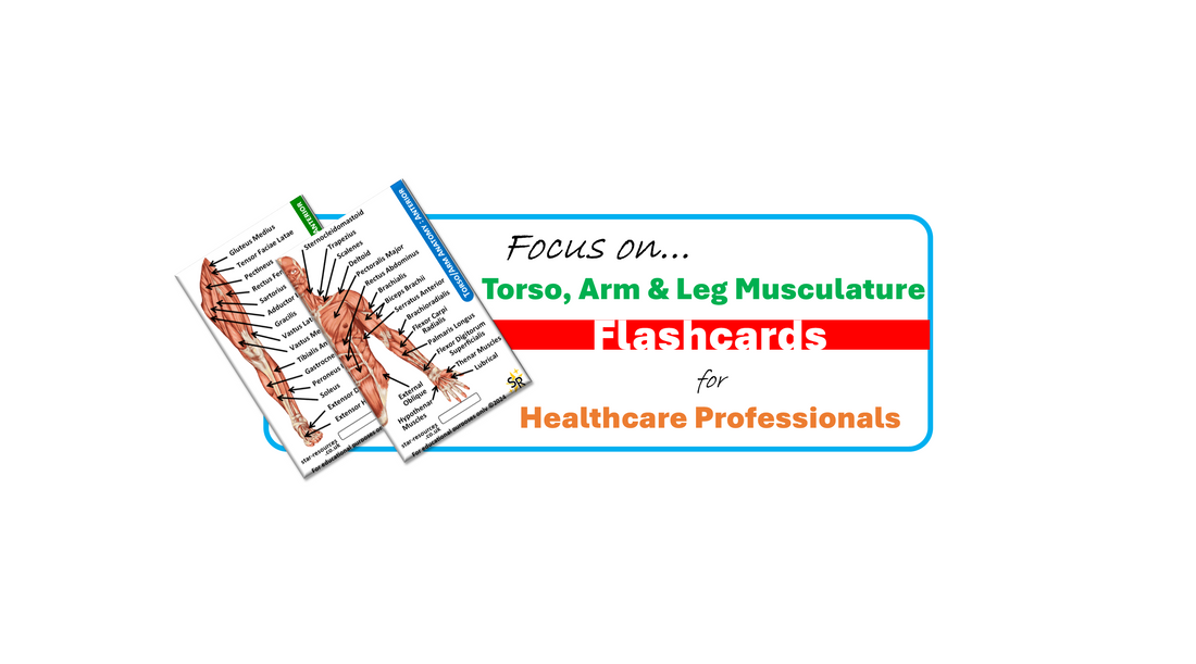 🧠 Focus On… Human Musculature Flashcards 💪