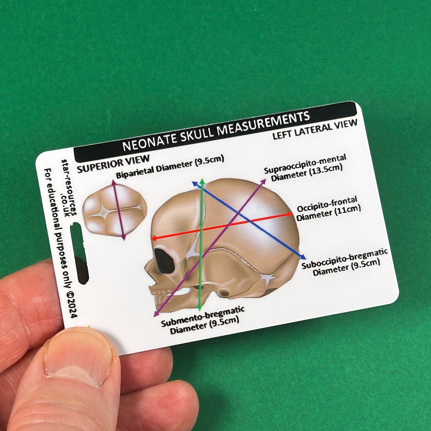 Set 3 - Human Anatomy ID Badge Cards Student Nurses, Paramedics, Ambulance, Physiotherapists Flashcards