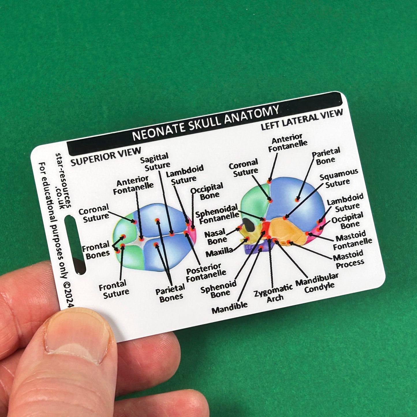 Set 3 - Human Anatomy ID Badge Cards Student Nurses, Paramedics, Ambulance, Physiotherapists Flashcards