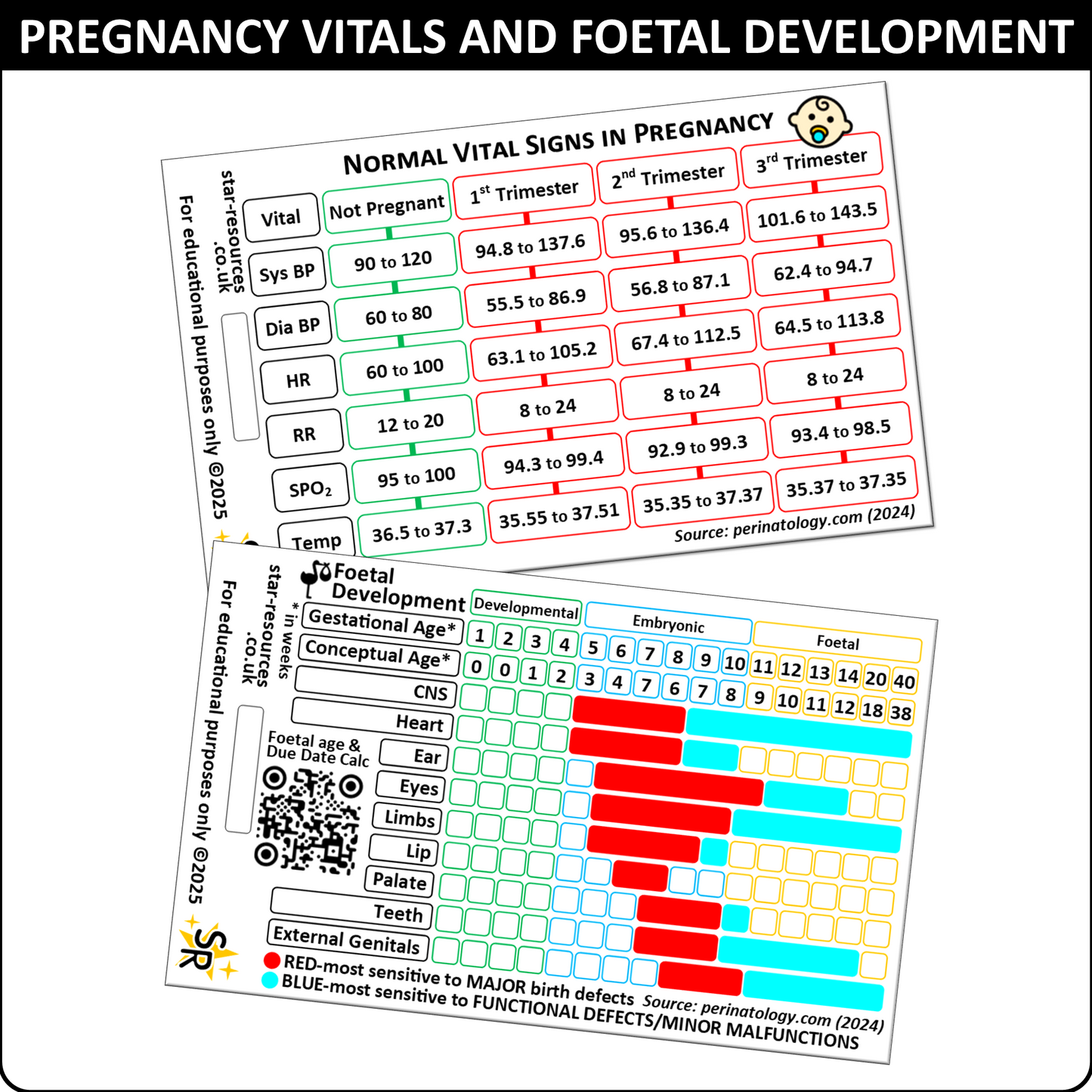 Normal Vital Signs in Pregnancy | Foetal Development | Paramedic Flashcard | Midwife Maternity Nurse Student Prenatal