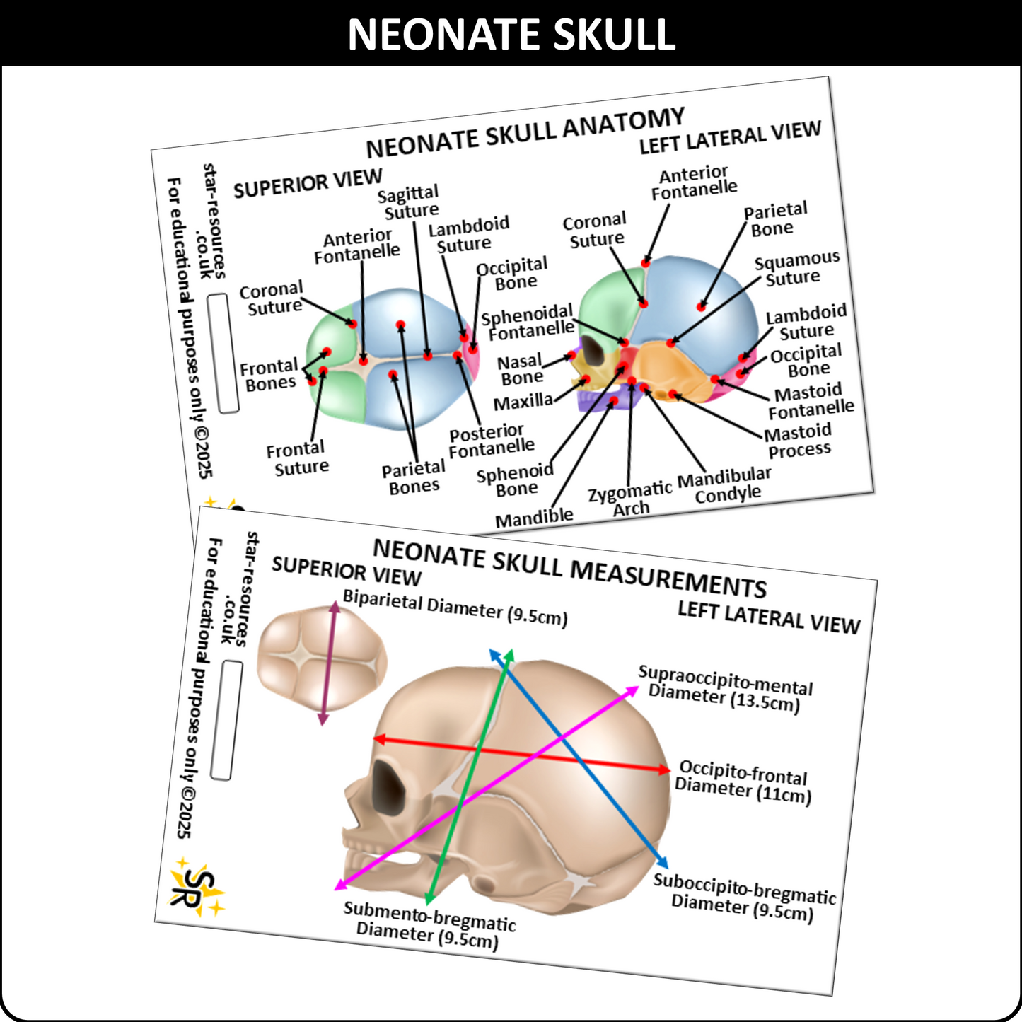 Neonate Skull Anatomy ID Badge Card Nurse Midwife Student Paramedic FREC Ambulance