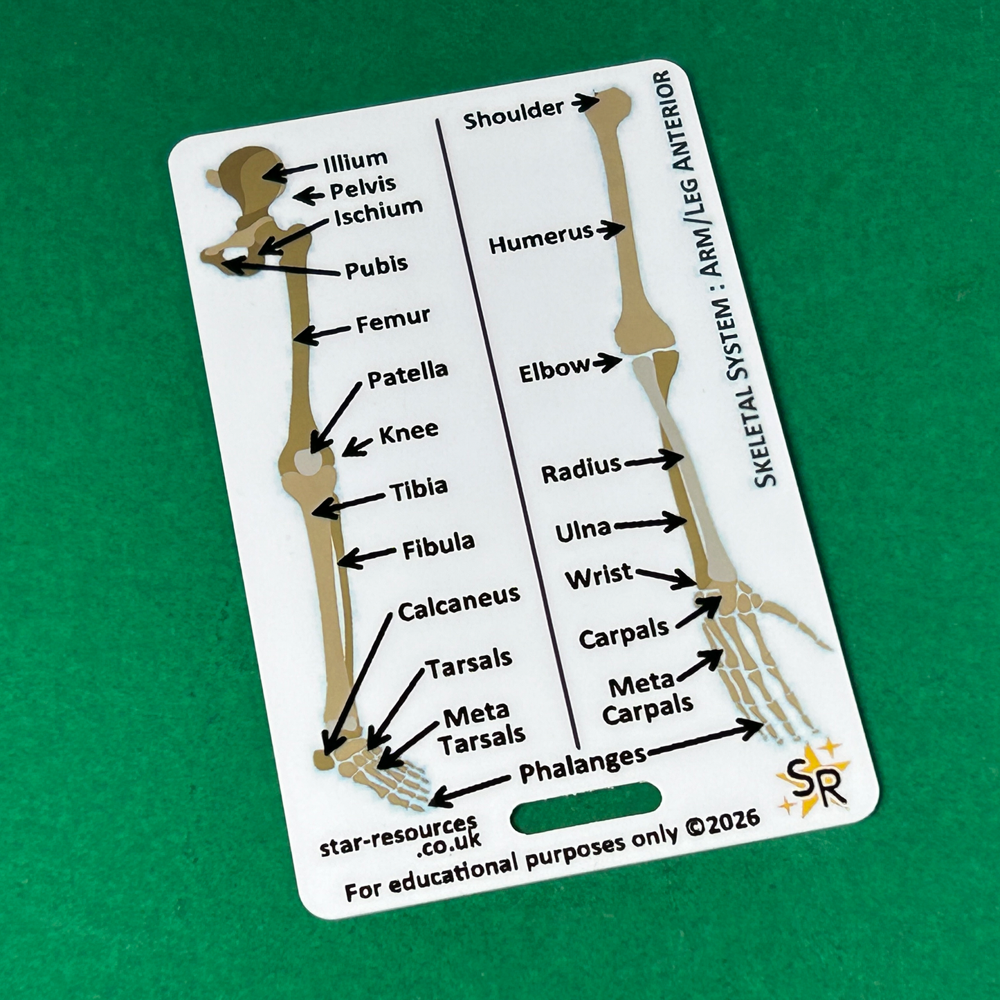 Skeletal System ID Badge Card | Paramedic Flashcard | Anatomy Study Aid for Nurses, Physiotherapists, and Students