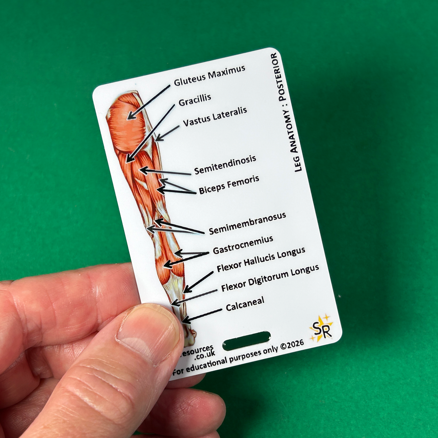 Anatomy - Human Musculature ID Badges Cards
