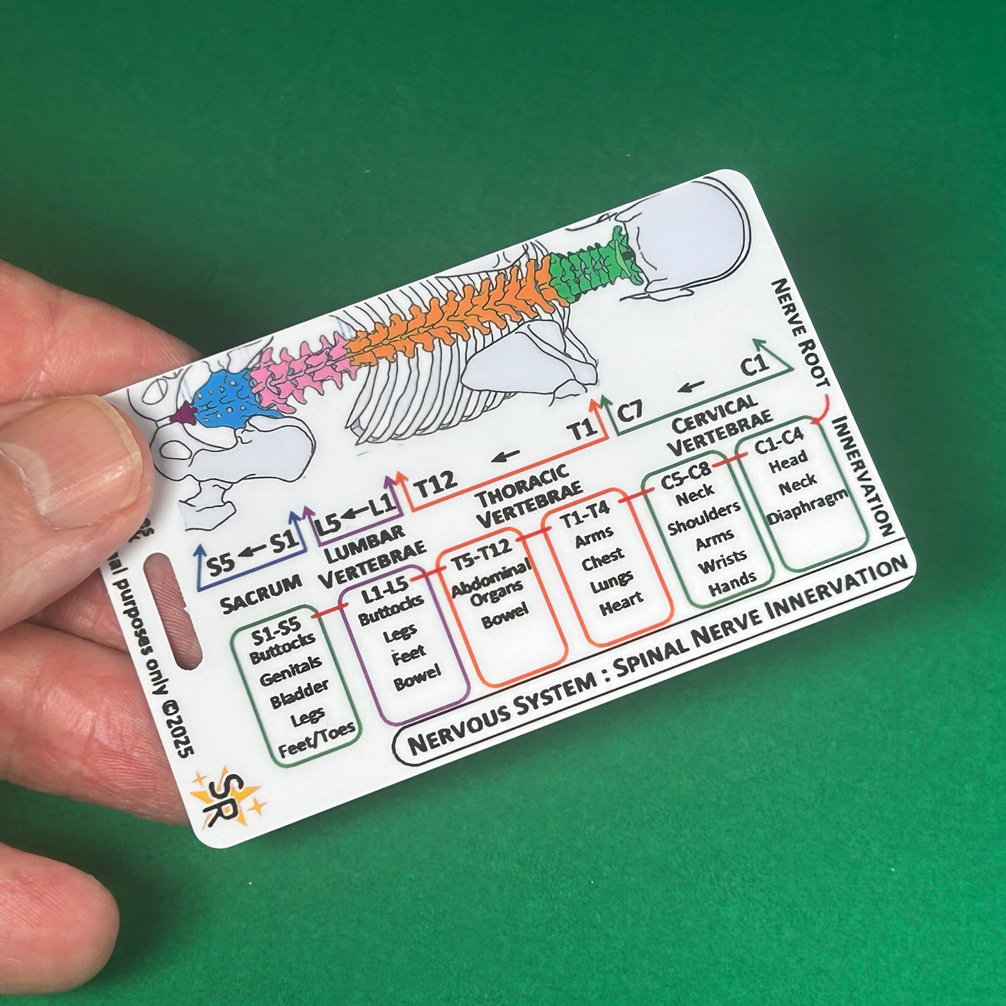 Set 3 - Human Anatomy ID Badge Cards Student Nurses, Paramedics, Ambulance, Physiotherapists Flashcards