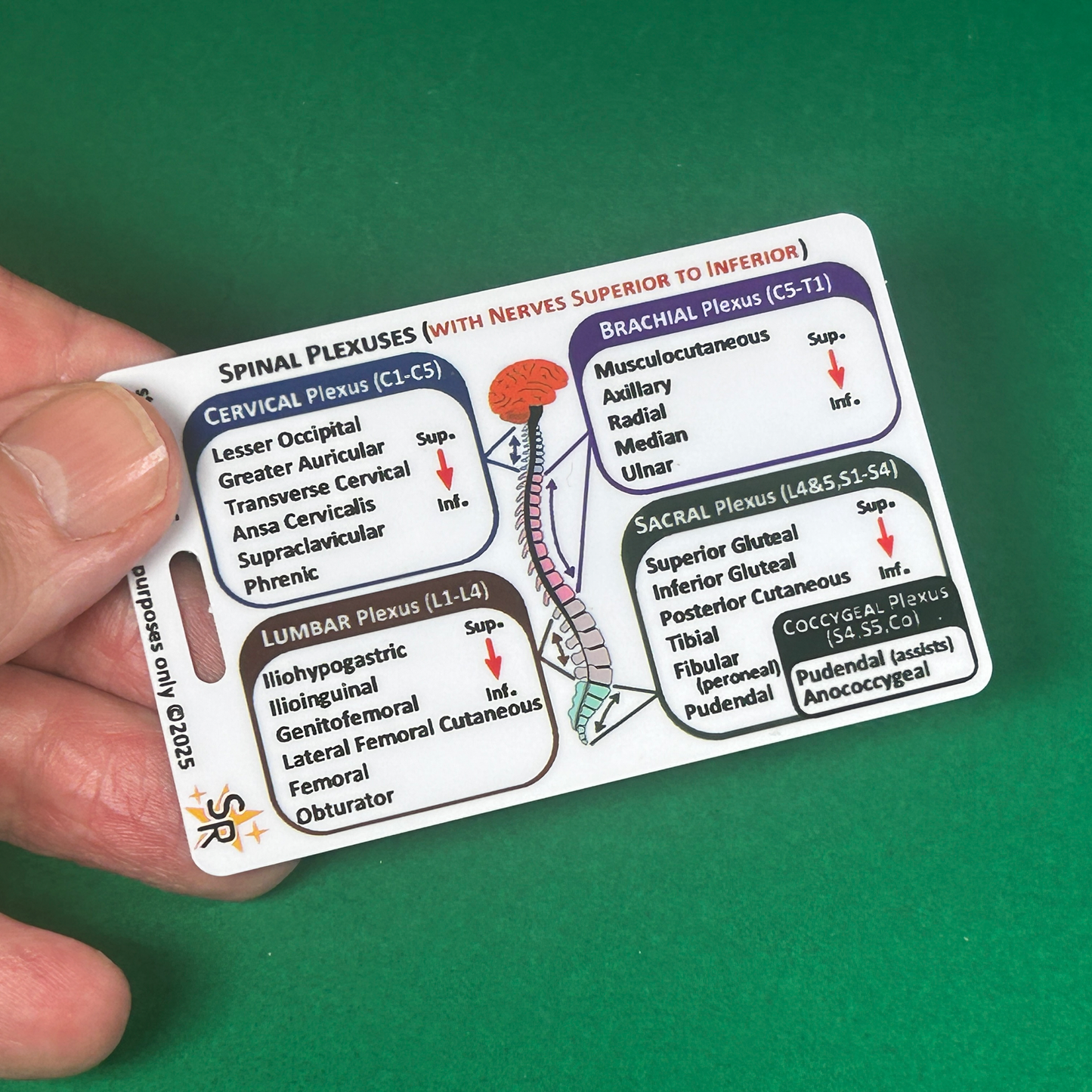 Set 3 - Human Anatomy ID Badge Cards Student Nurses, Paramedics, Ambulance, Physiotherapists Flashcards