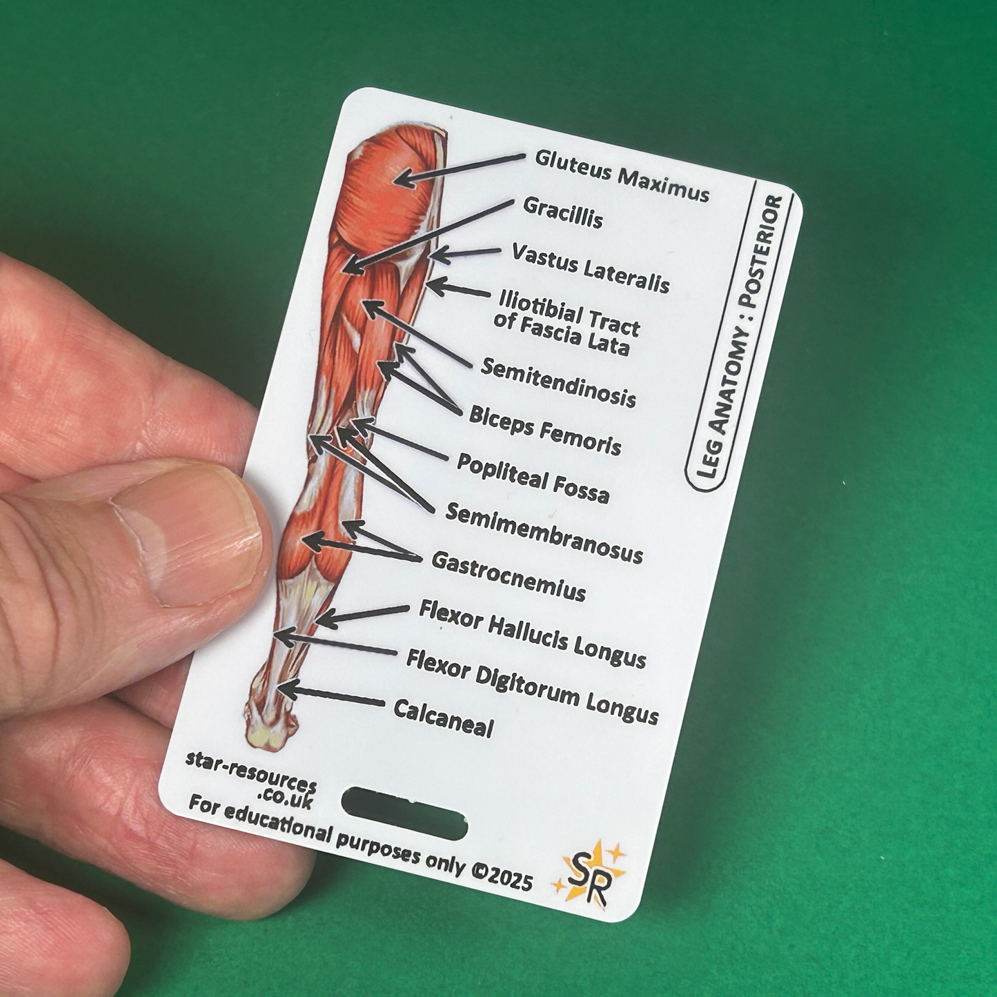 Set 3 - Human Anatomy ID Badge Cards Student Nurses, Paramedics, Ambulance, Physiotherapists Flashcards