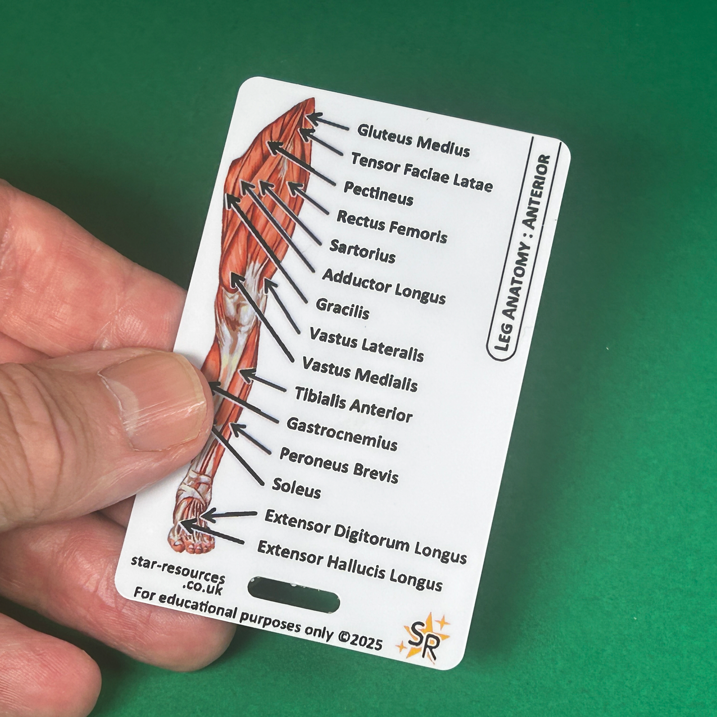 Set 3 - Human Anatomy ID Badge Cards Student Nurses, Paramedics, Ambulance, Physiotherapists Flashcards