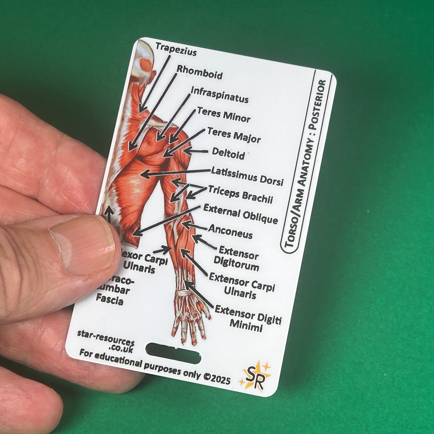 Set 3 - Human Anatomy ID Badge Cards Student Nurses, Paramedics, Ambulance, Physiotherapists Flashcards