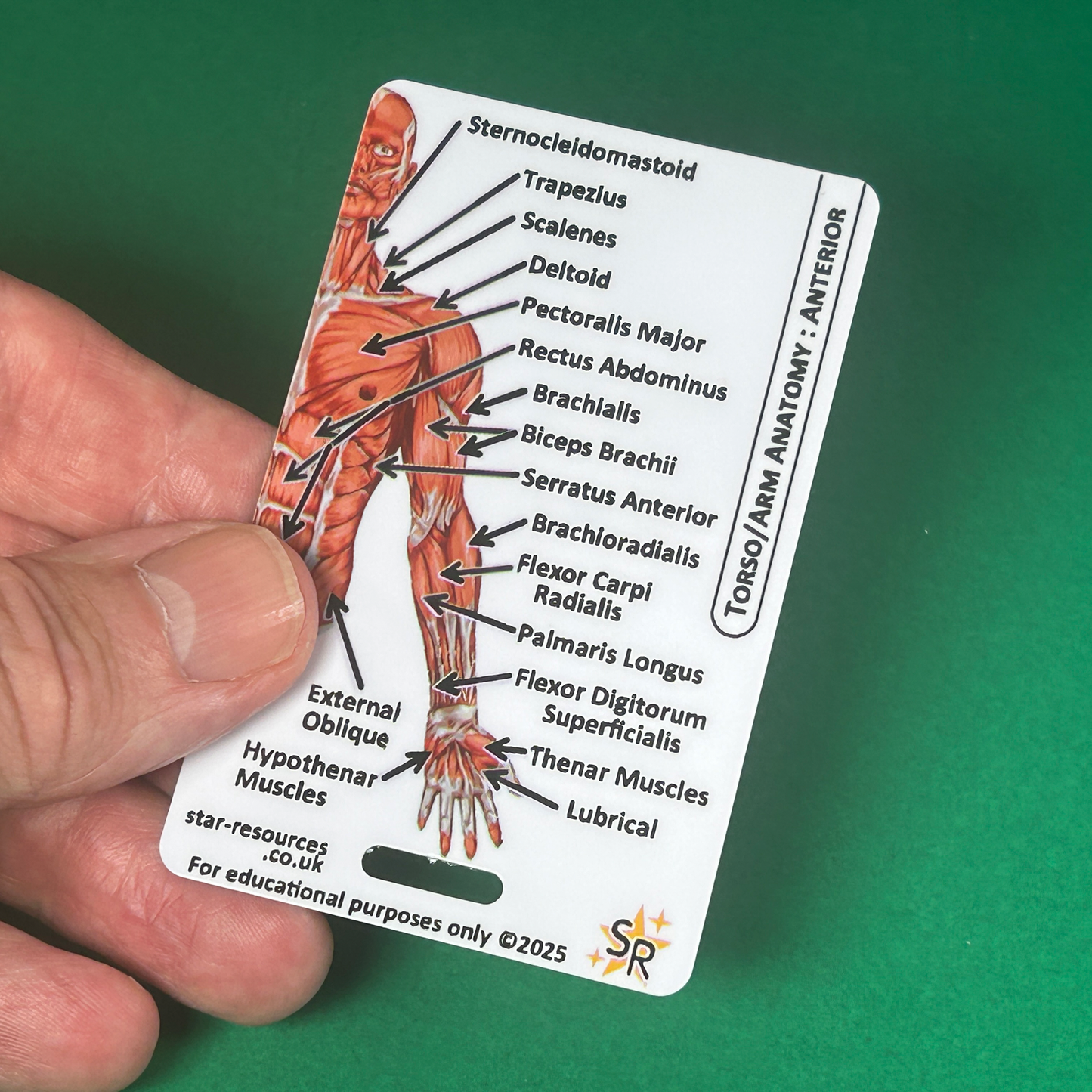Set 3 - Human Anatomy ID Badge Cards Student Nurses, Paramedics, Ambulance, Physiotherapists Flashcards