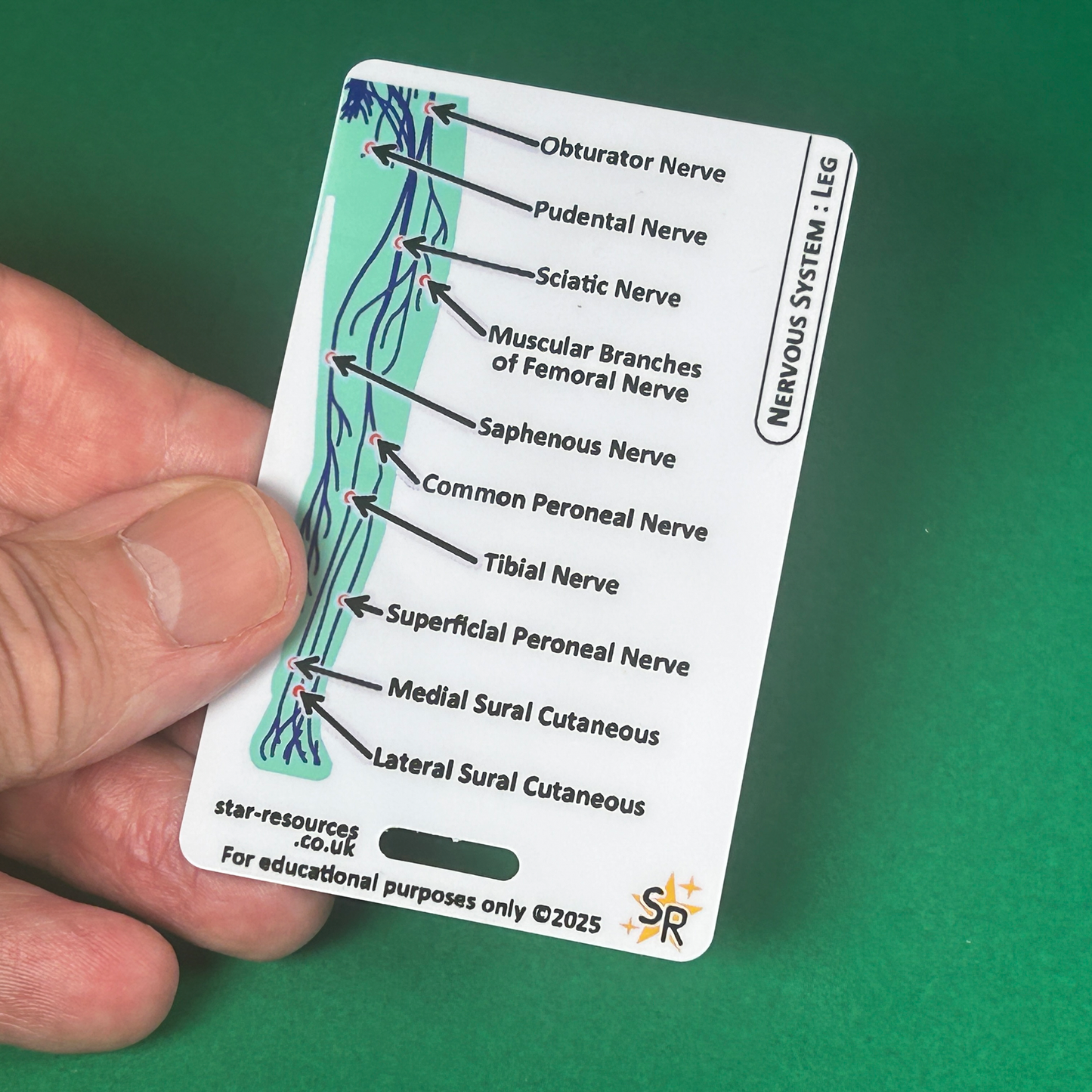 Set 3 - Human Anatomy ID Badge Cards Student Nurses, Paramedics, Ambulance, Physiotherapists Flashcards