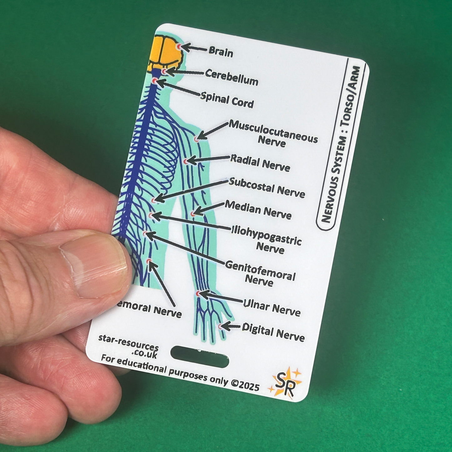 Set 3 - Human Anatomy ID Badge Cards Student Nurses, Paramedics, Ambulance, Physiotherapists Flashcards