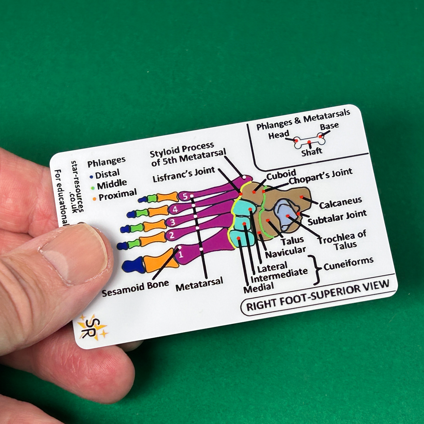 Anatomy - Hand and Foot Bones ID Badge Card
