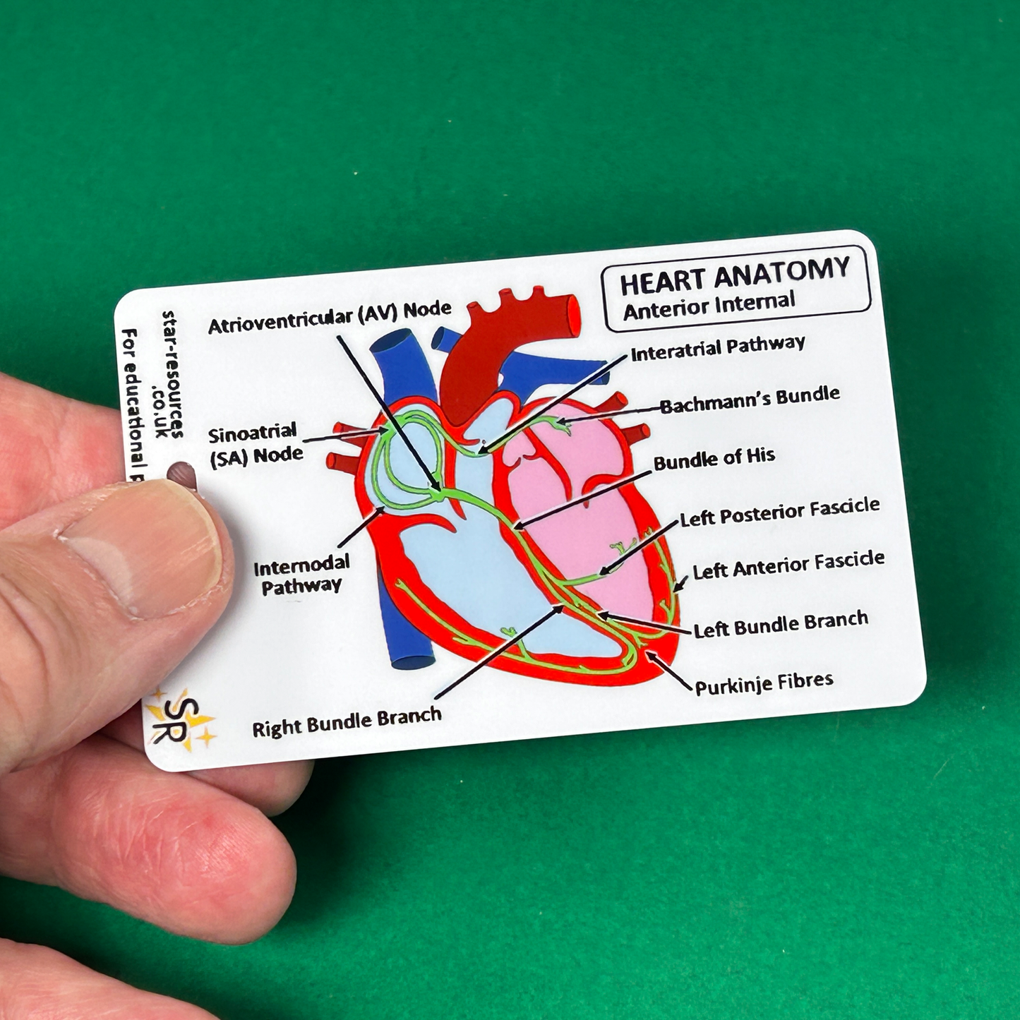 Set 3 - Human Anatomy ID Badge Cards Student Nurses, Paramedics, Ambulance, Physiotherapists Flashcards