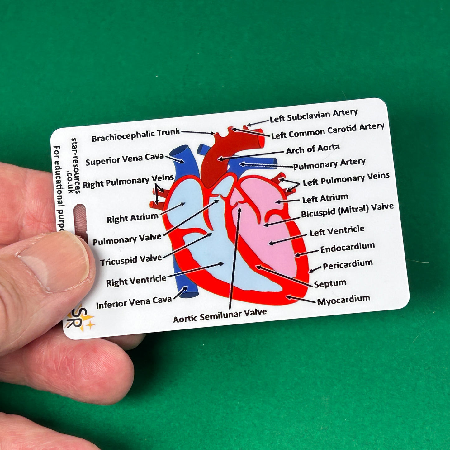 Set 3 - Human Anatomy ID Badge Cards Student Nurses, Paramedics, Ambulance, Physiotherapists Flashcards