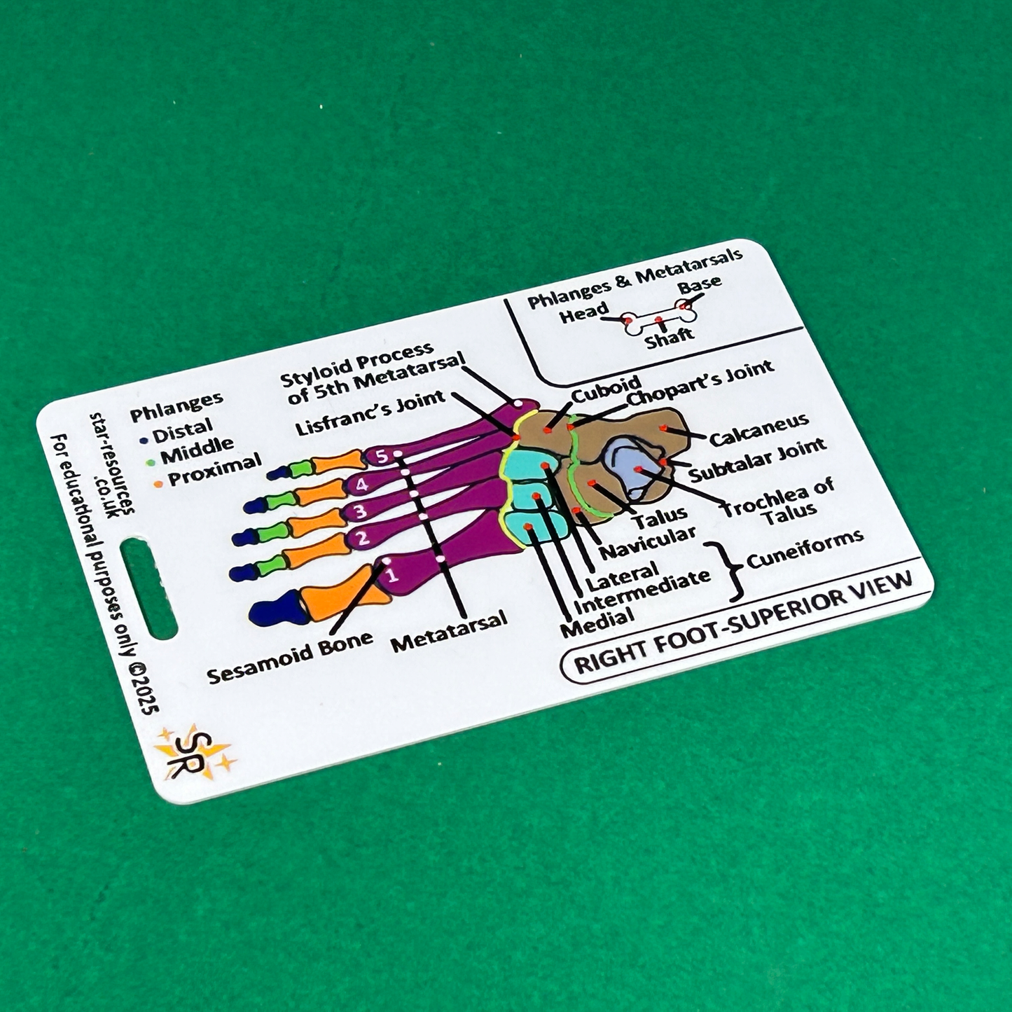 Anatomy - Hand and Foot Bones ID Badge Card