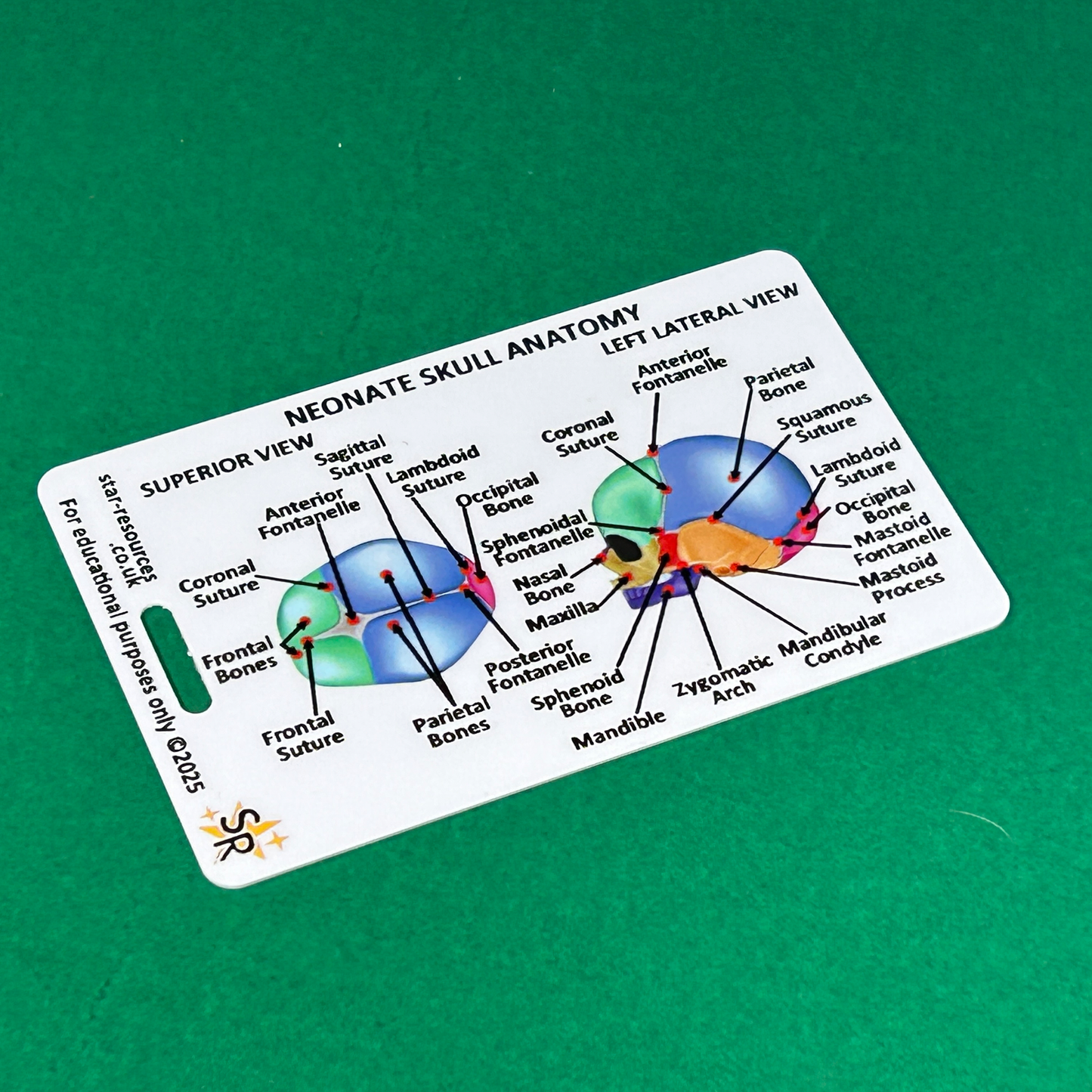 Neonate Skull Anatomy ID Badge Card Nurse Midwife Student Paramedic FREC Ambulance