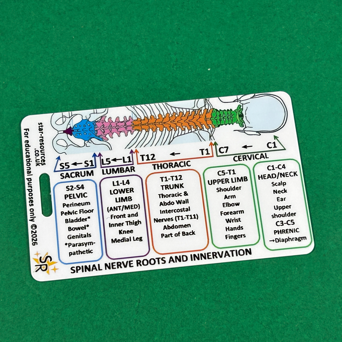 Spinal Plexus Nerve Innervation ID Badge Card | Paramedic Flashcard | Anatomy Study Aid for Nurses, Physiotherapists and Students