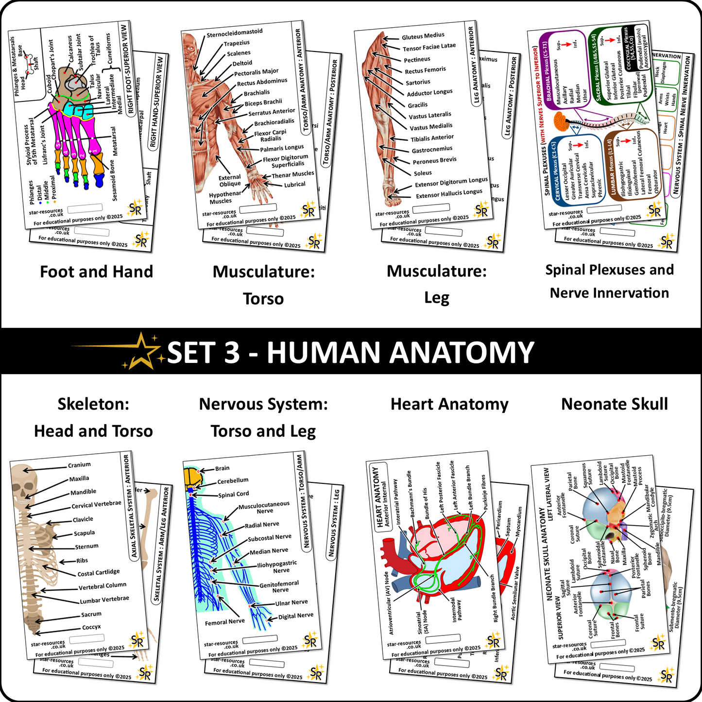 Set 3 - Human Anatomy ID Badge Cards Student Nurses, Paramedics, Ambulance, Physiotherapists Flashcards