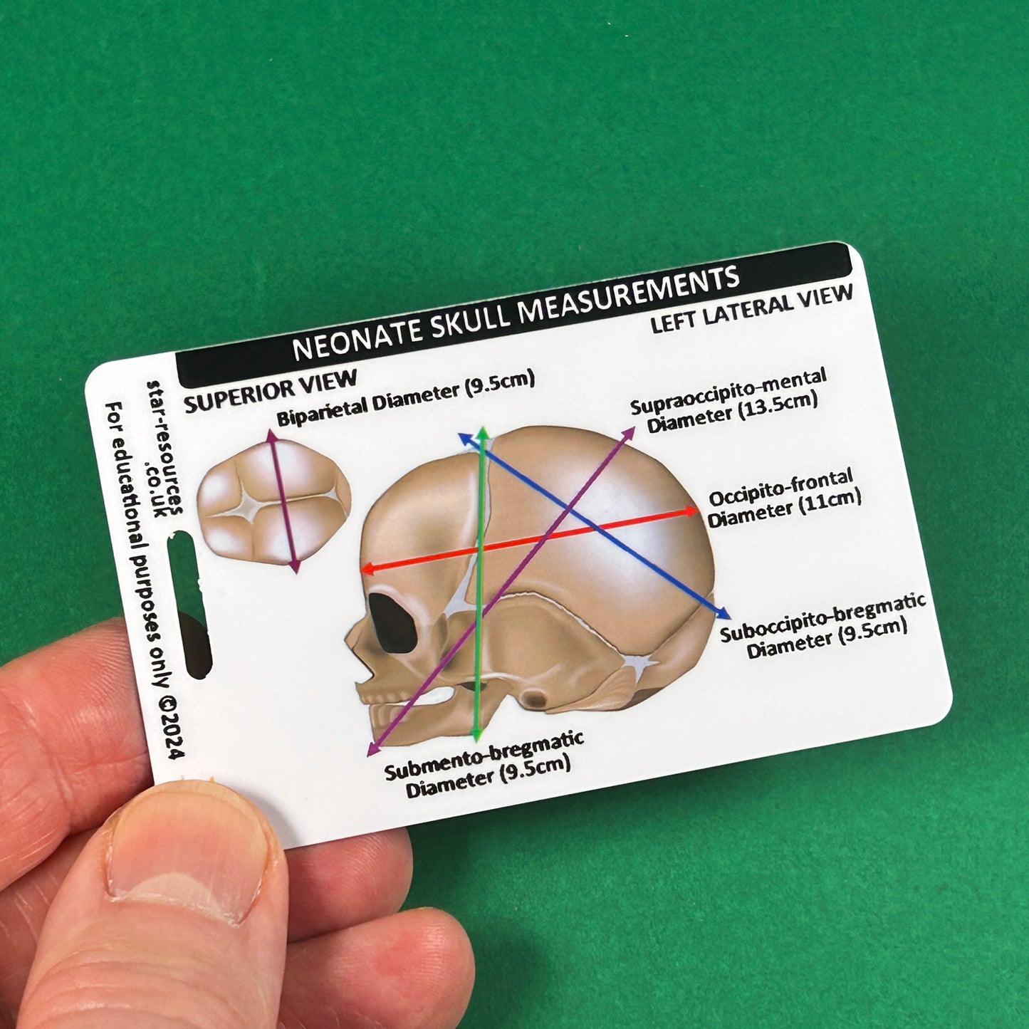 Neonate Skull Anatomy ID Badge Card Nurse Midwife Student Paramedic FREC Ambulance