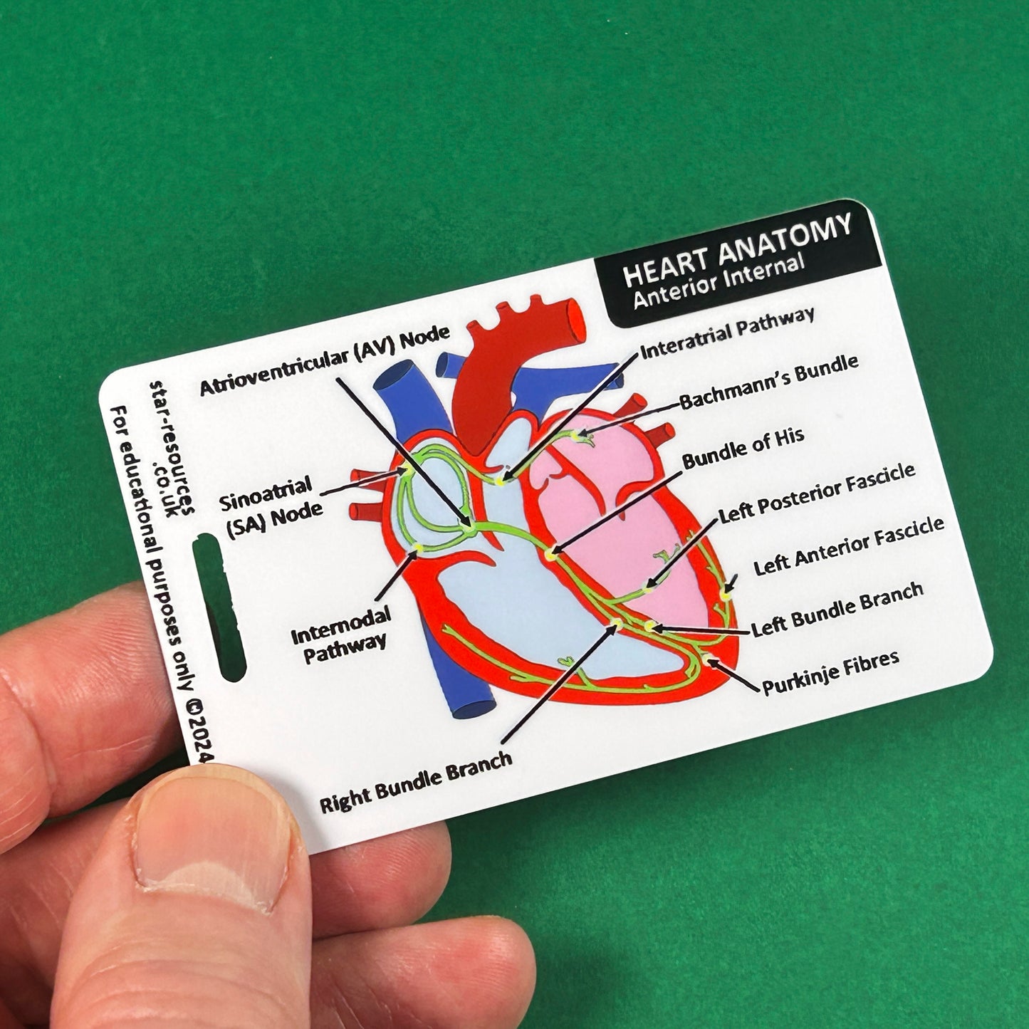 Heart Anatomy ID Badge Card | Paramedic Flashcard | Anatomy Study Aid for Nurses, Physiotherapists and Students