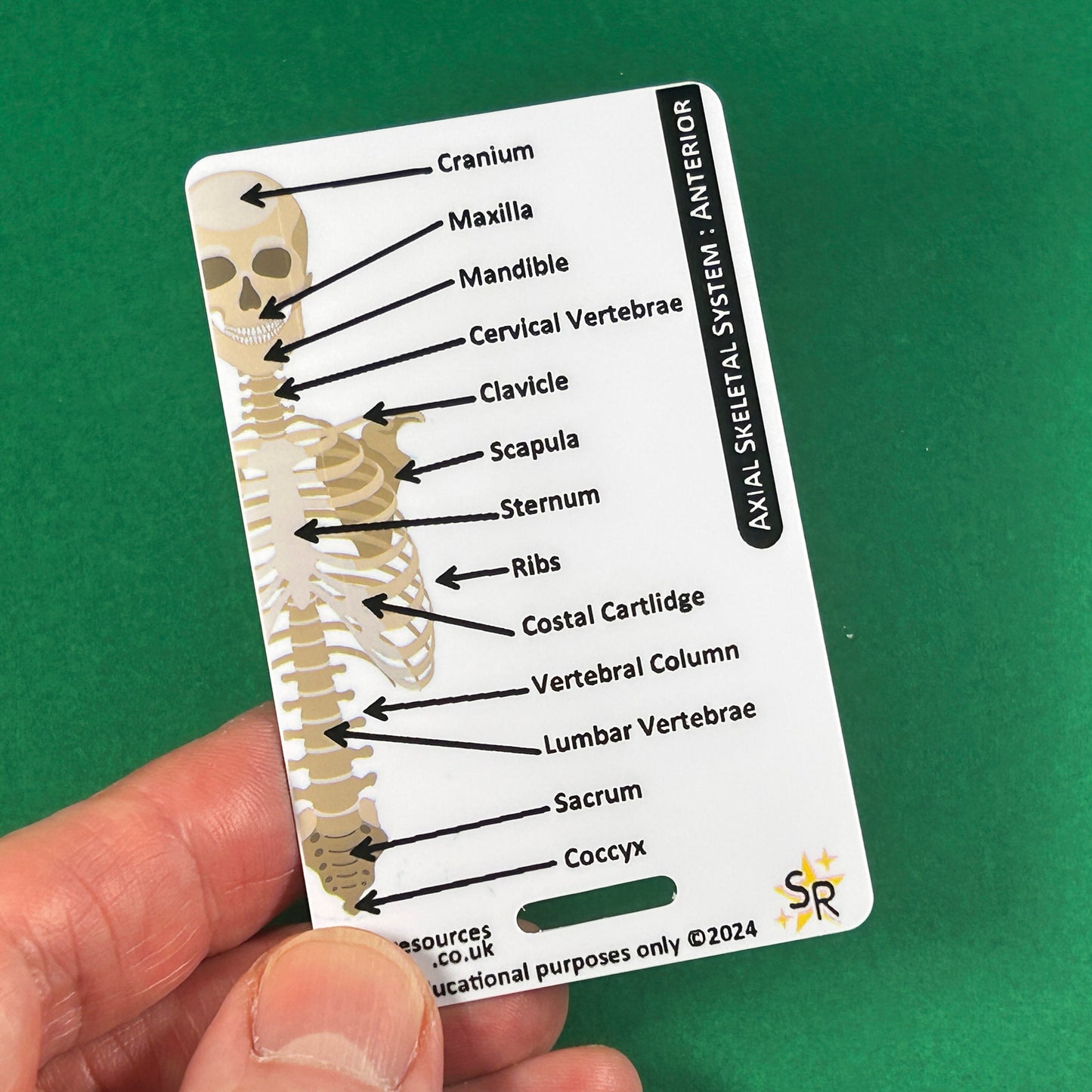 Skeletal System ID Badge Card | Paramedic Flashcard | Anatomy Study Aid for Nurses, Physiotherapists, and Students