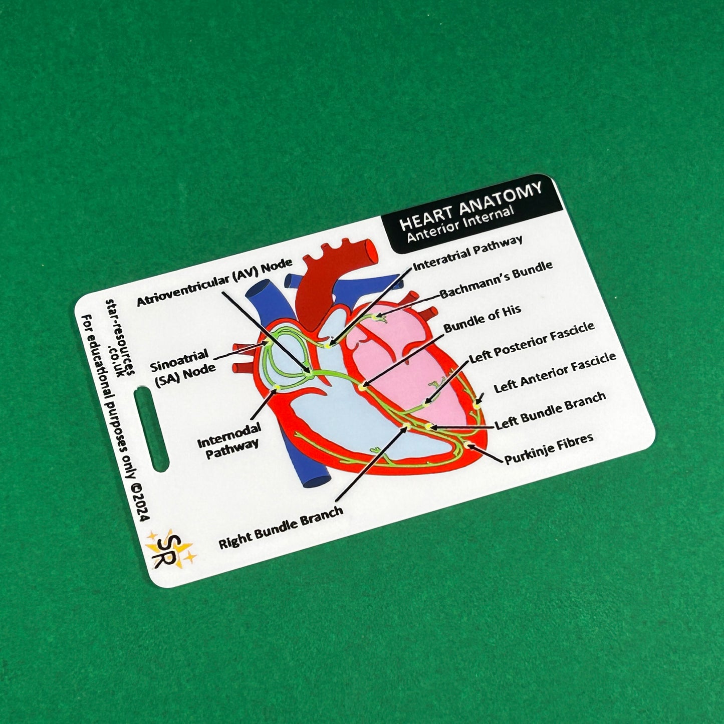 Heart Anatomy ID Badge Card | Paramedic Flashcard | Anatomy Study Aid for Nurses, Physiotherapists and Students