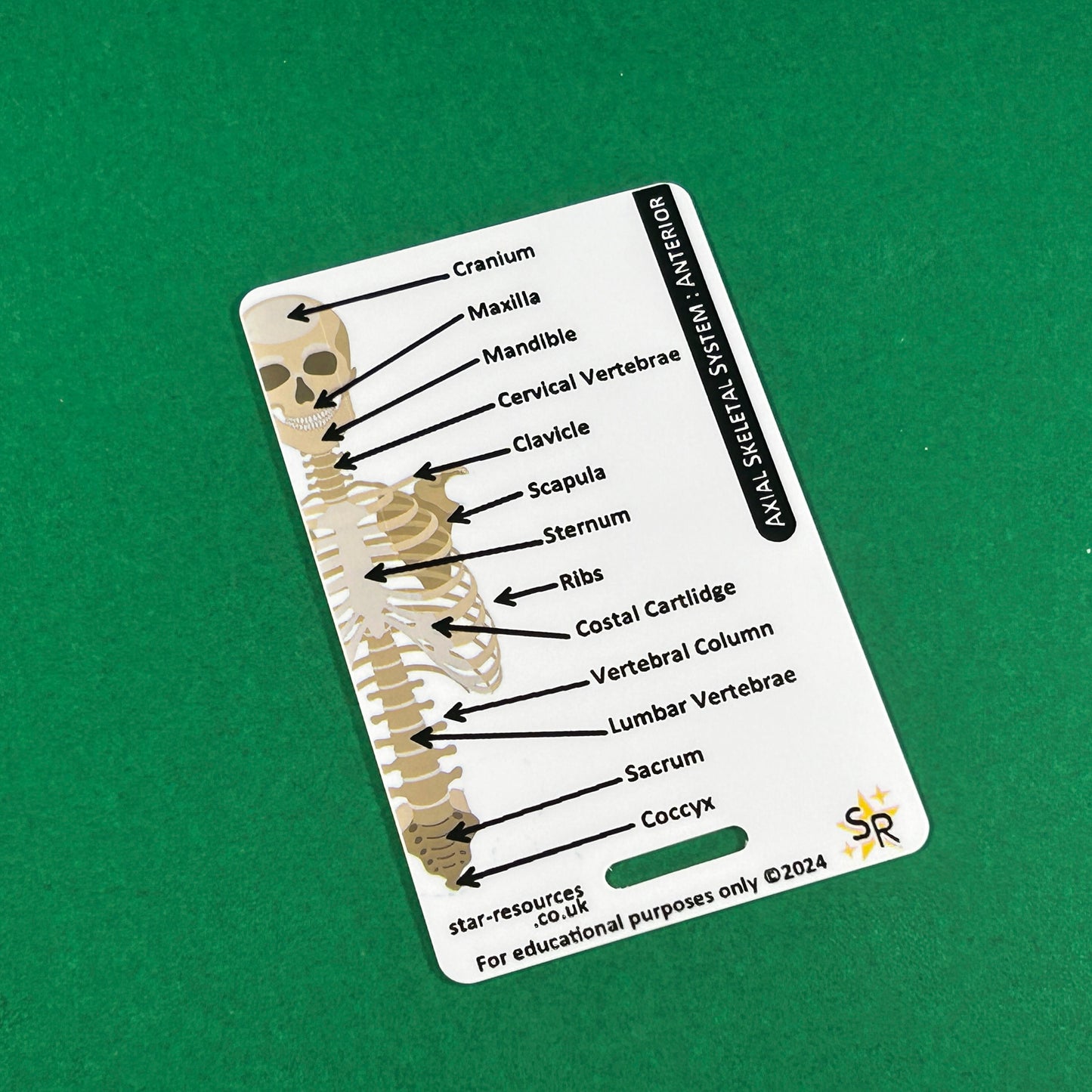 Skeletal System ID Badge Card | Paramedic Flashcard | Anatomy Study Aid for Nurses, Physiotherapists, and Students