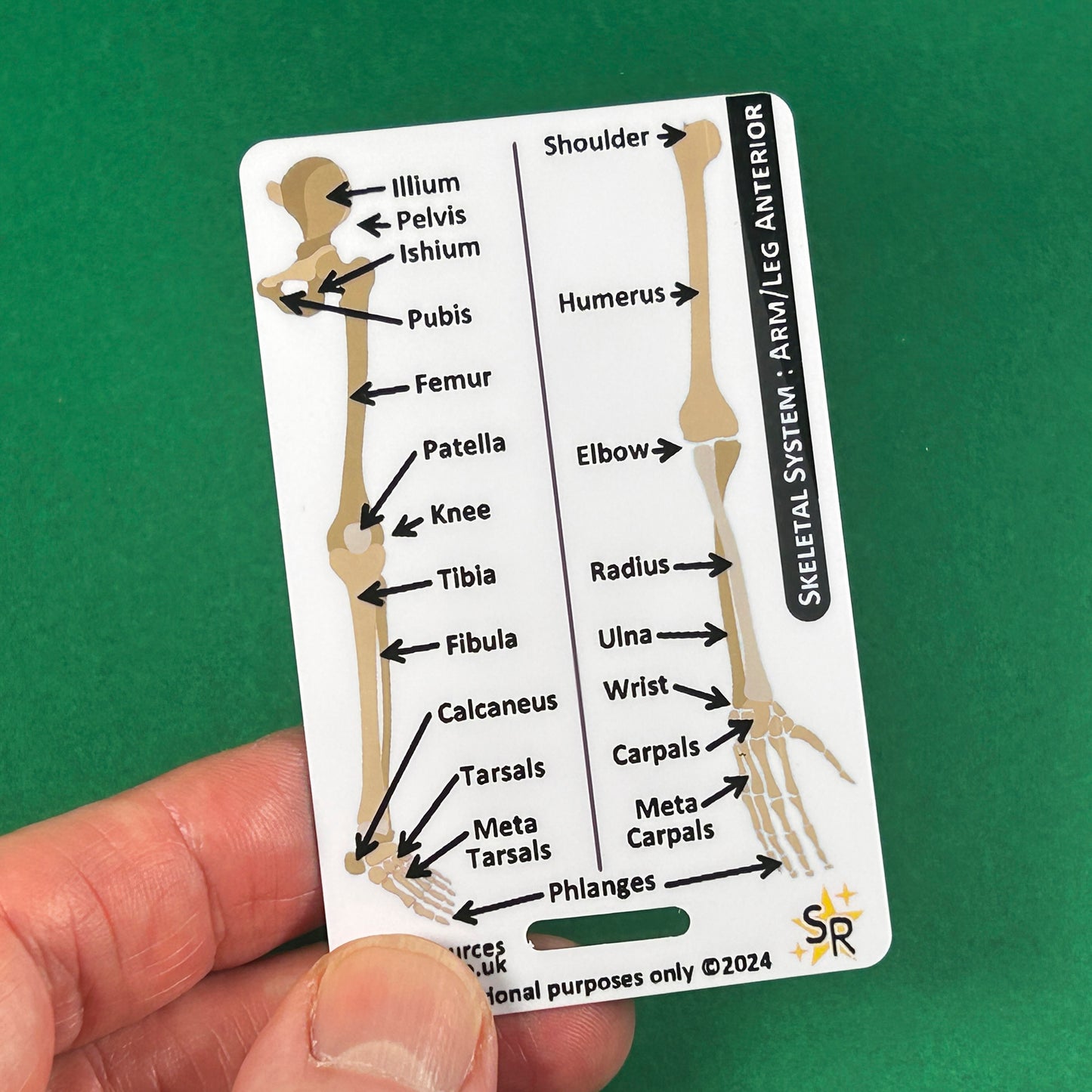 Skeletal System ID Badge Card | Paramedic Flashcard | Anatomy Study Aid for Nurses, Physiotherapists, and Students