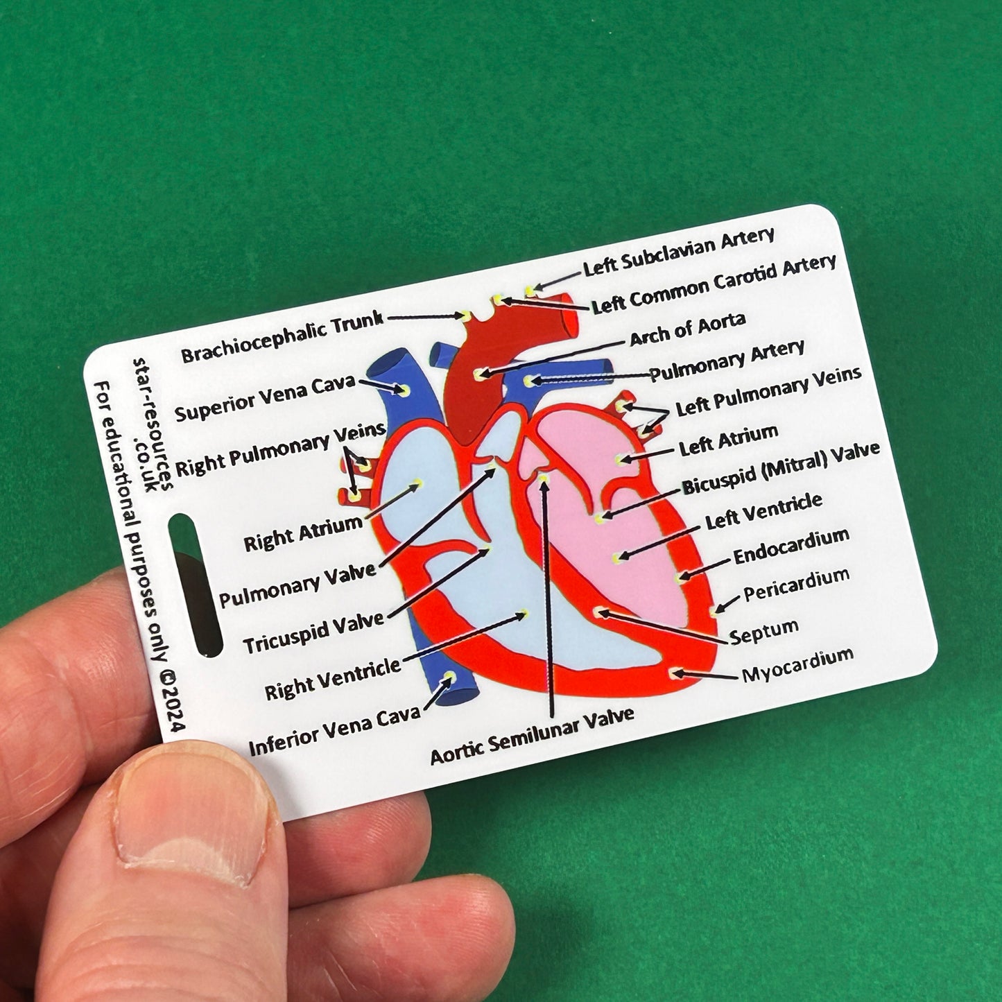 Heart Anatomy ID Badge Card | Paramedic Flashcard | Anatomy Study Aid for Nurses, Physiotherapists and Students