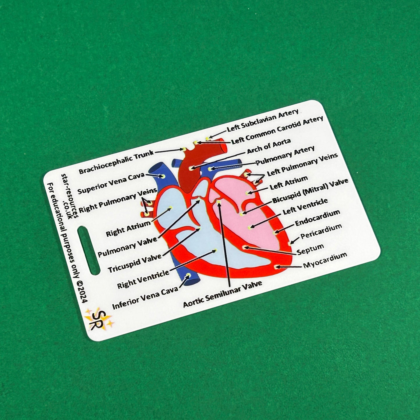 Heart Anatomy ID Badge Card | Paramedic Flashcard | Anatomy Study Aid for Nurses, Physiotherapists and Students