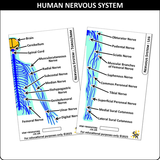 Anatomy - Nervous System ID Badge Card