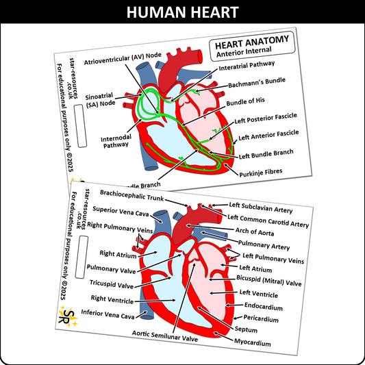 Heart Anatomy ID Badge Card | Paramedic Flashcard | Anatomy Study Aid for Nurses, Physiotherapists and Students