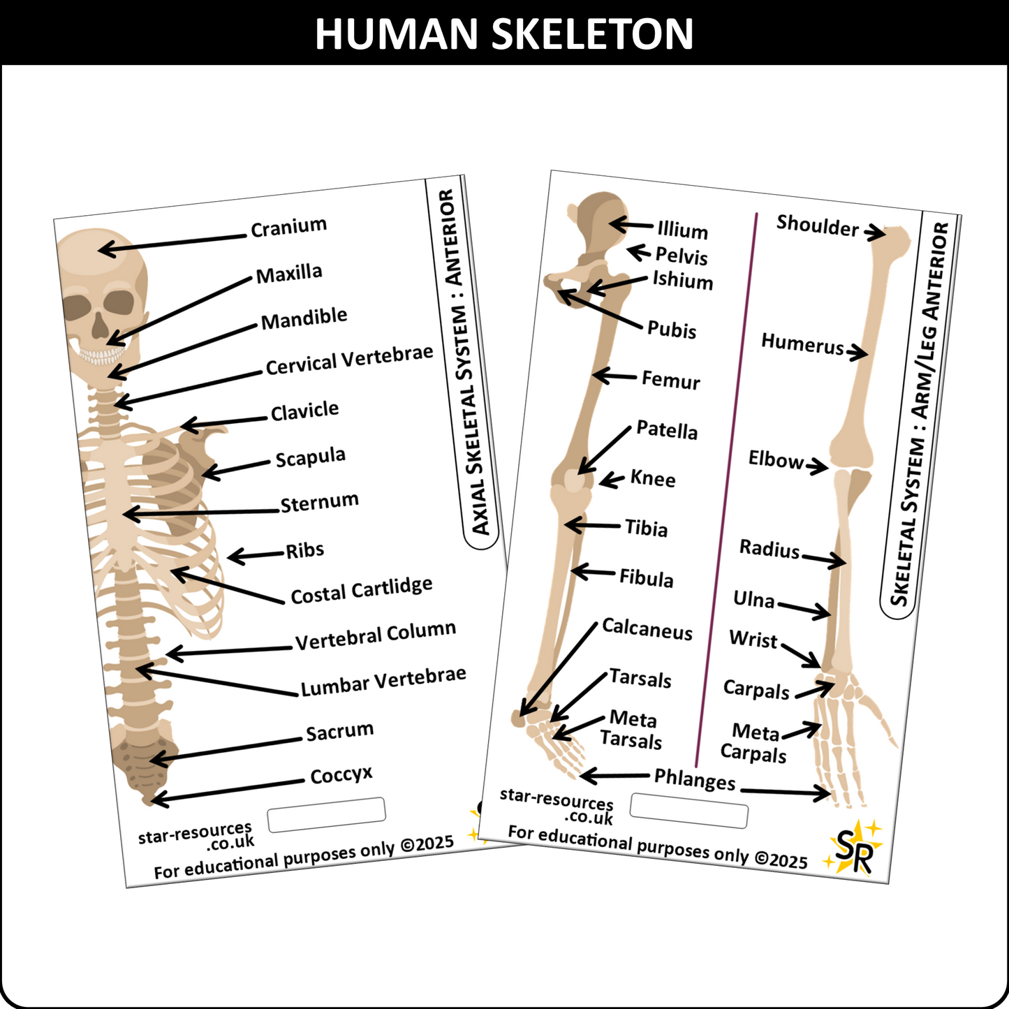 Skeletal System ID Badge Card | Paramedic Flashcard | Anatomy Study Aid for Nurses, Physiotherapists, and Students