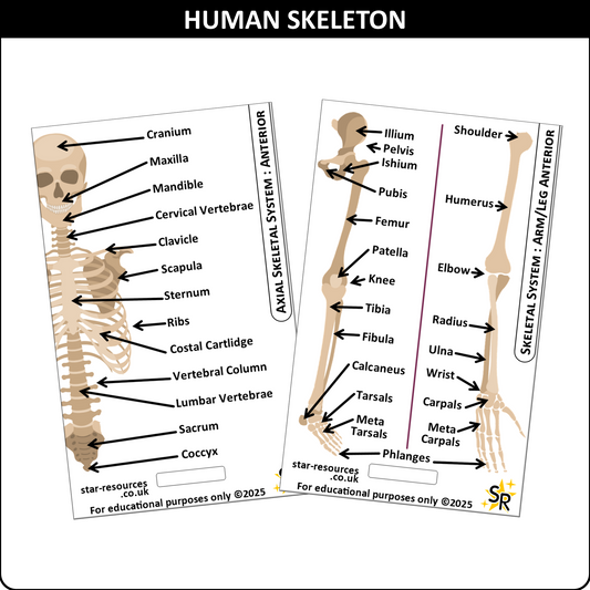 Skeletal System ID Badge Card | Paramedic Flashcard | Anatomy Study Aid for Nurses, Physiotherapists, and Students