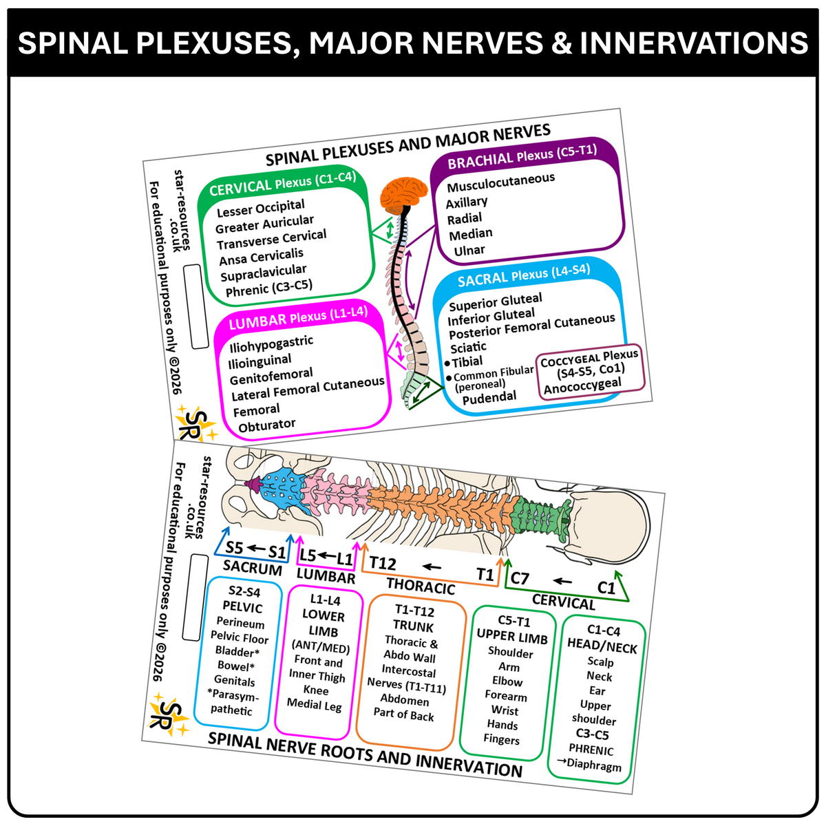 Spinal Plexus Nerve Innervation ID Badge Card | Paramedic Flashcard | Anatomy Study Aid for Nurses, Physiotherapists and Students