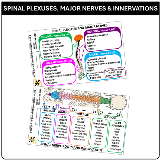 Spinal Plexus Nerve Innervation ID Badge Card | Paramedic Flashcard | Anatomy Study Aid for Nurses, Physiotherapists and Students