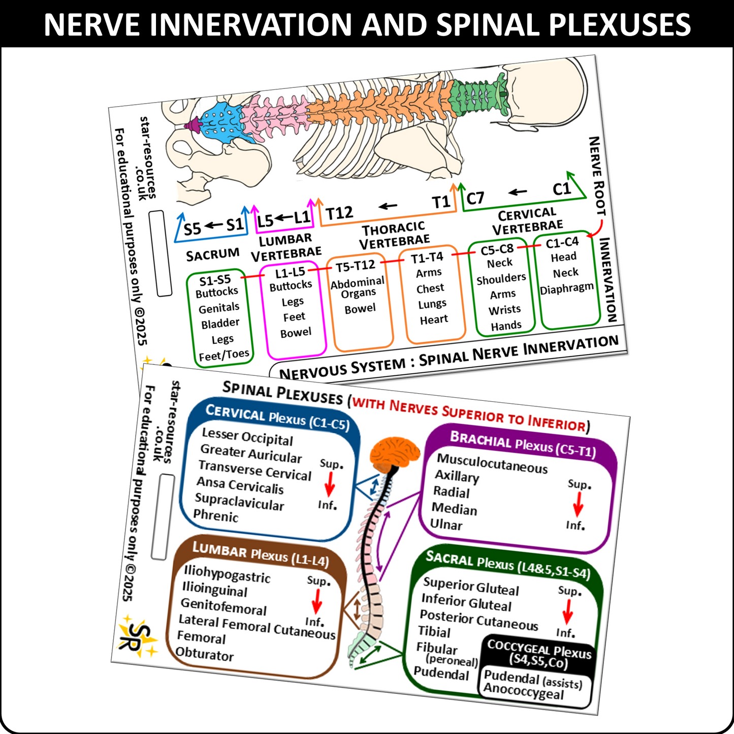 Spinal Plexus Nerve Innervation ID Badge Card | Paramedic Flashcard | Anatomy Study Aid for Nurses, Physiotherapists and Students
