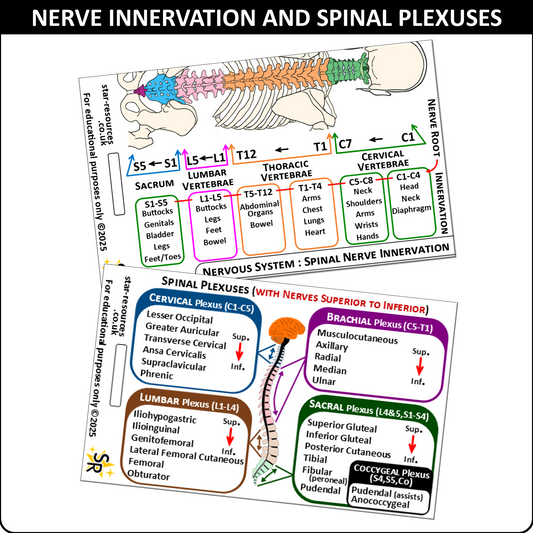 Spinal Plexus Nerve Innervation ID Badge Card | Paramedic Flashcard | Anatomy Study Aid for Nurses, Physiotherapists and Students