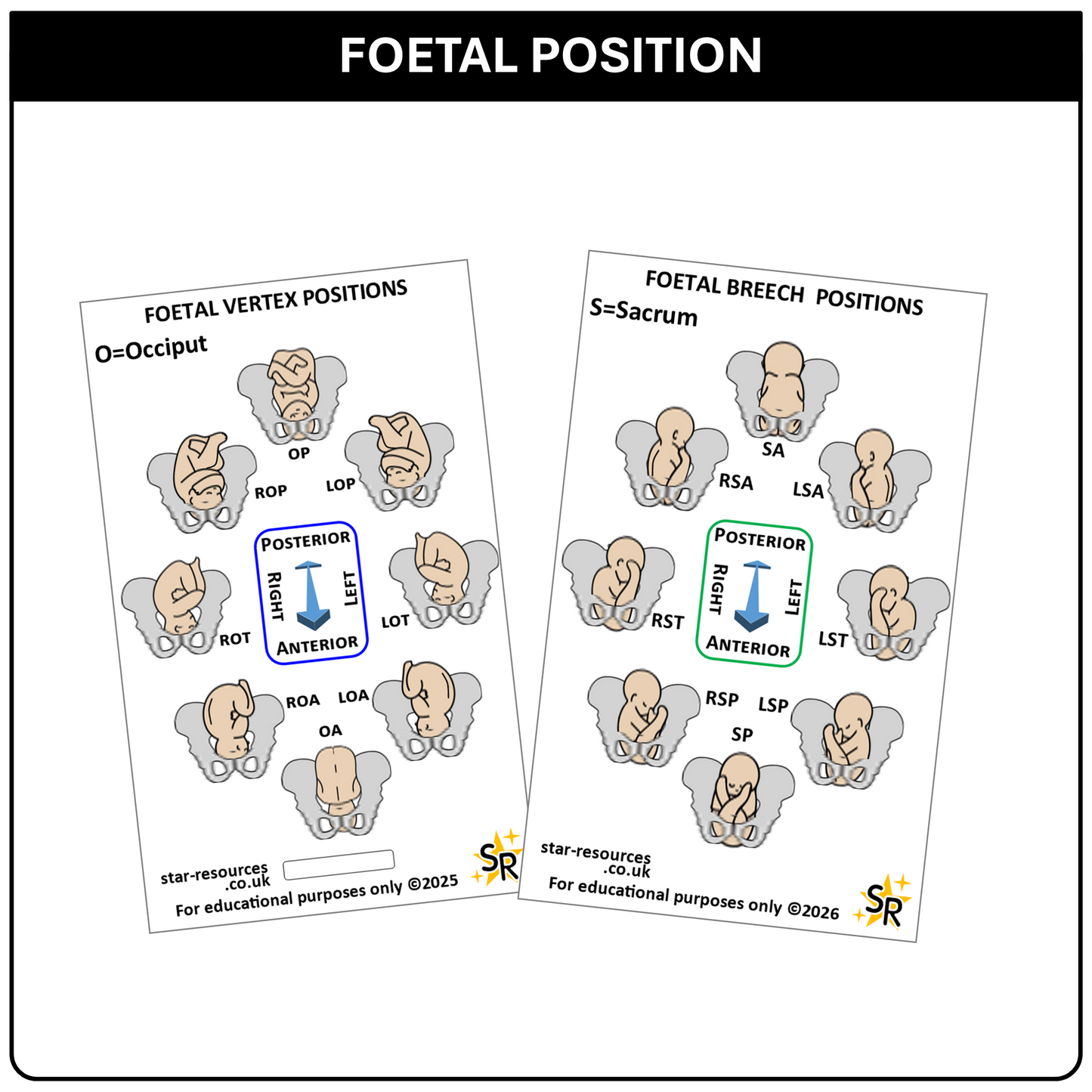 Foetal Birth Positions ID Badge Card