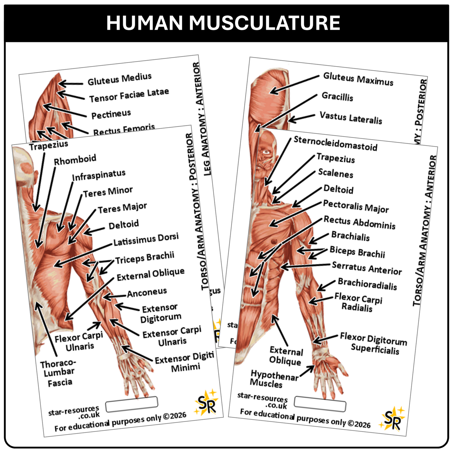 Anatomy - Human Musculature ID Badges Cards