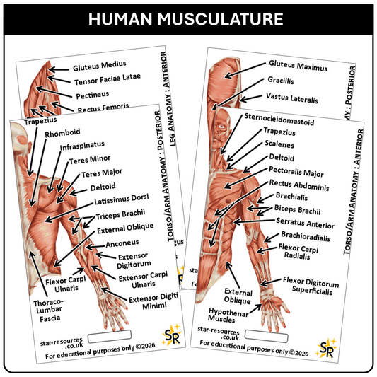 Anatomy - Human Musculature ID Badges Cards