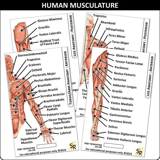 Anatomy - Human Musculature ID Badges Cards