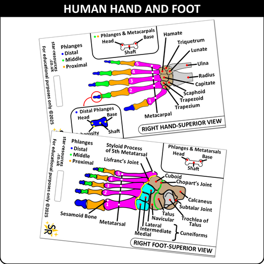 Anatomy - Hand and Foot Bones ID Badge Card