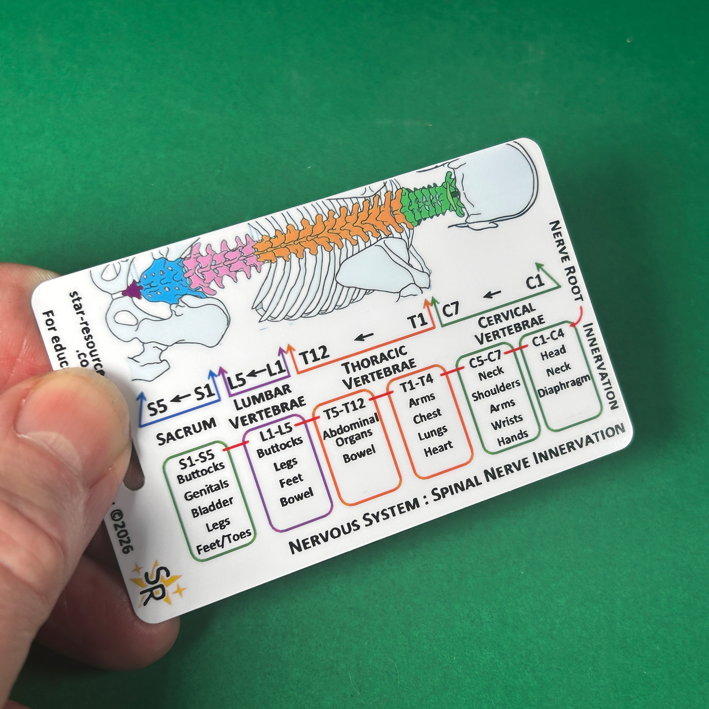 Spinal Plexus Nerve Innervation ID Badge Card | Paramedic Flashcard | Anatomy Study Aid for Nurses, Physiotherapists and Students