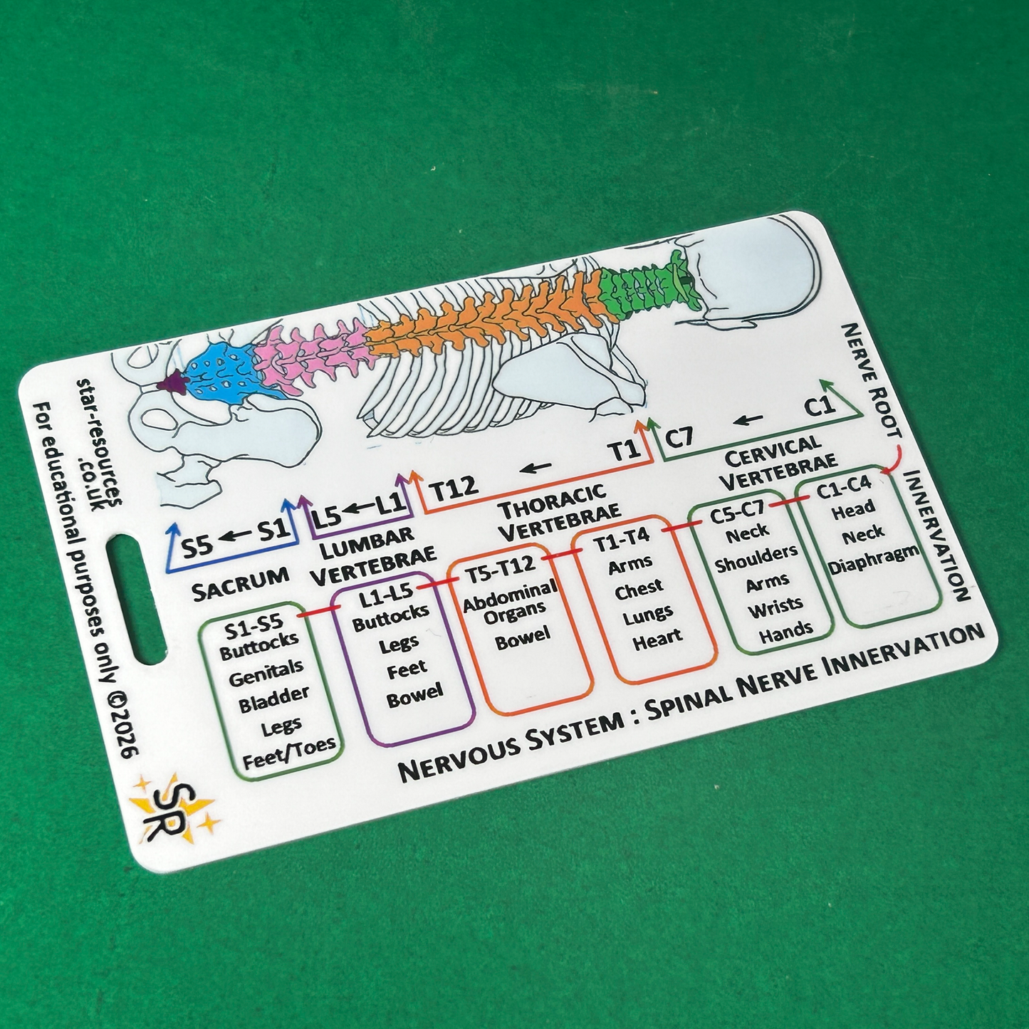 Spinal Plexus Nerve Innervation ID Badge Card | Paramedic Flashcard | Anatomy Study Aid for Nurses, Physiotherapists and Students
