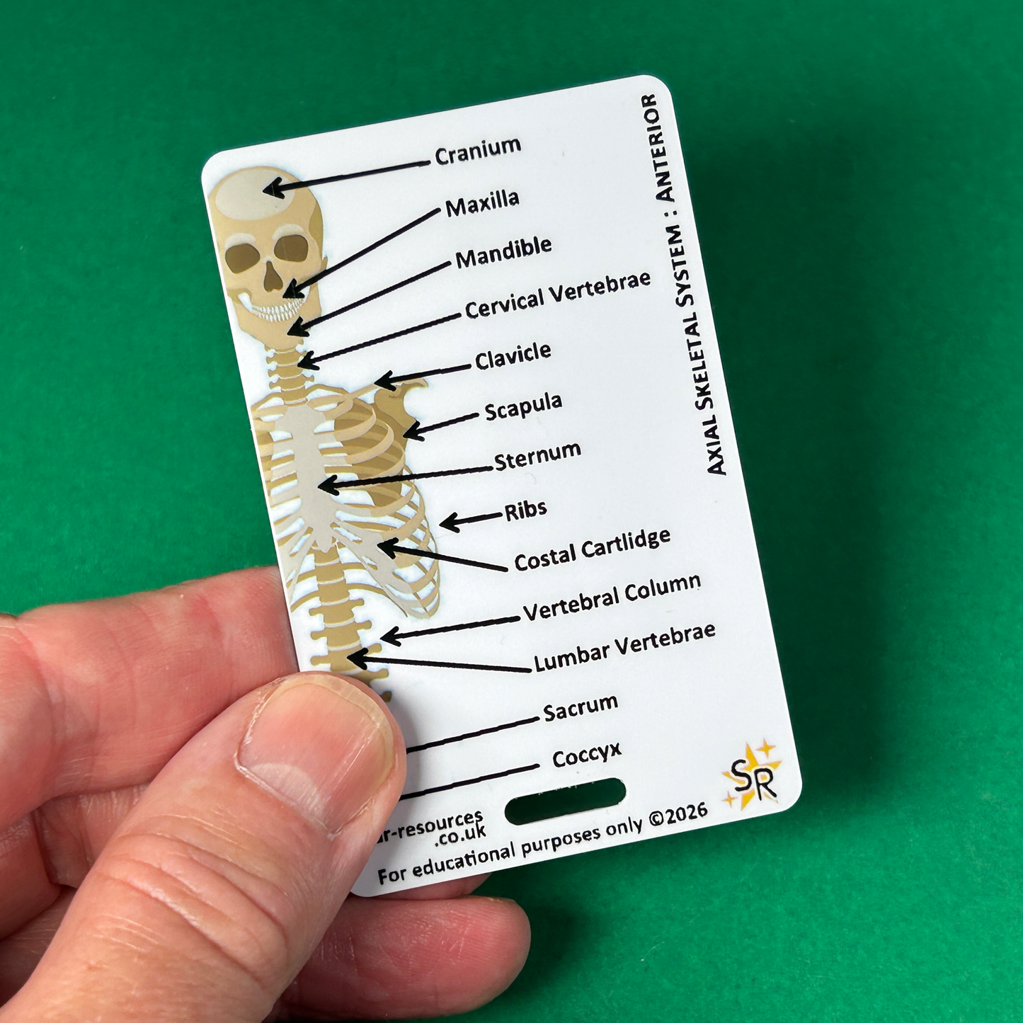 Skeletal System ID Badge Card | Paramedic Flashcard | Anatomy Study Aid for Nurses, Physiotherapists, and Students