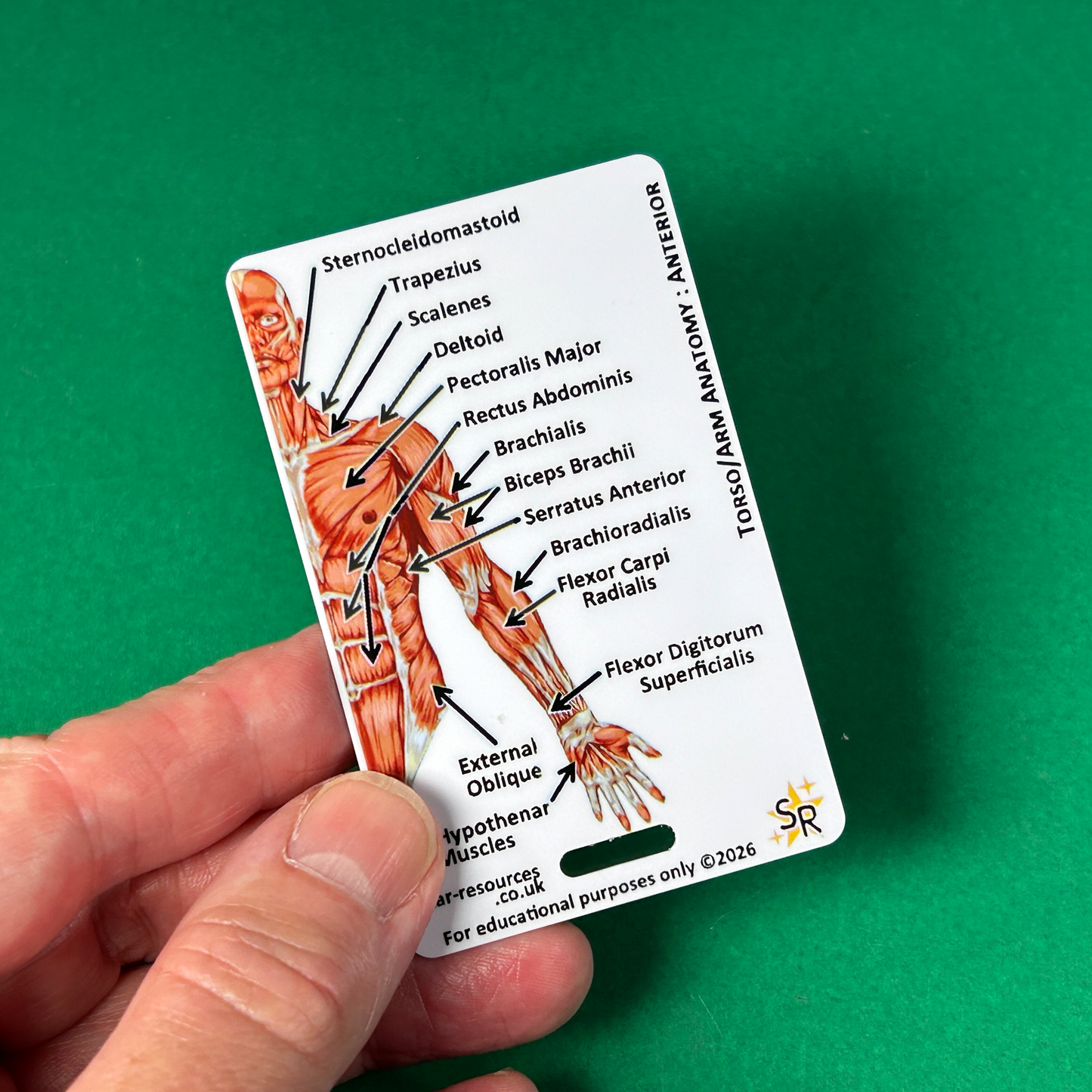 Anatomy - Human Musculature ID Badges Cards