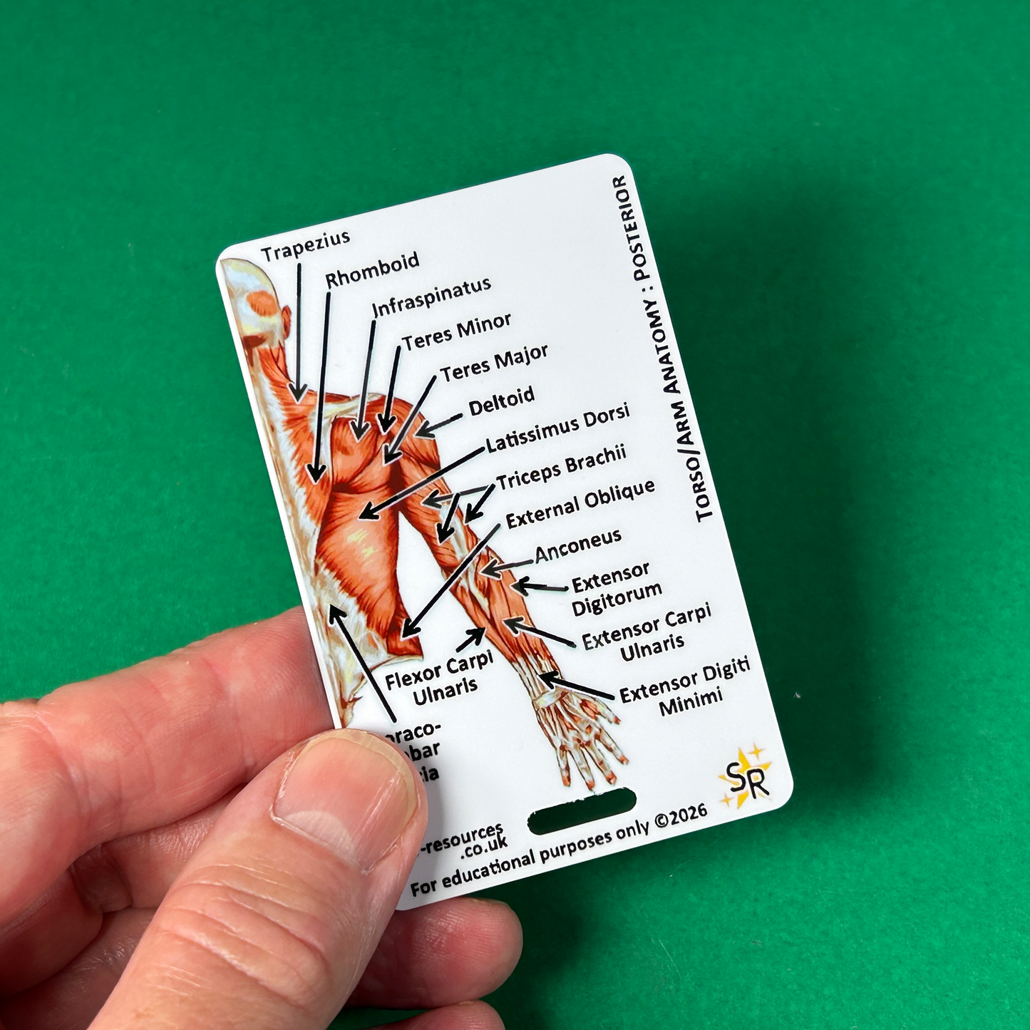 Anatomy - Human Musculature ID Badges Cards