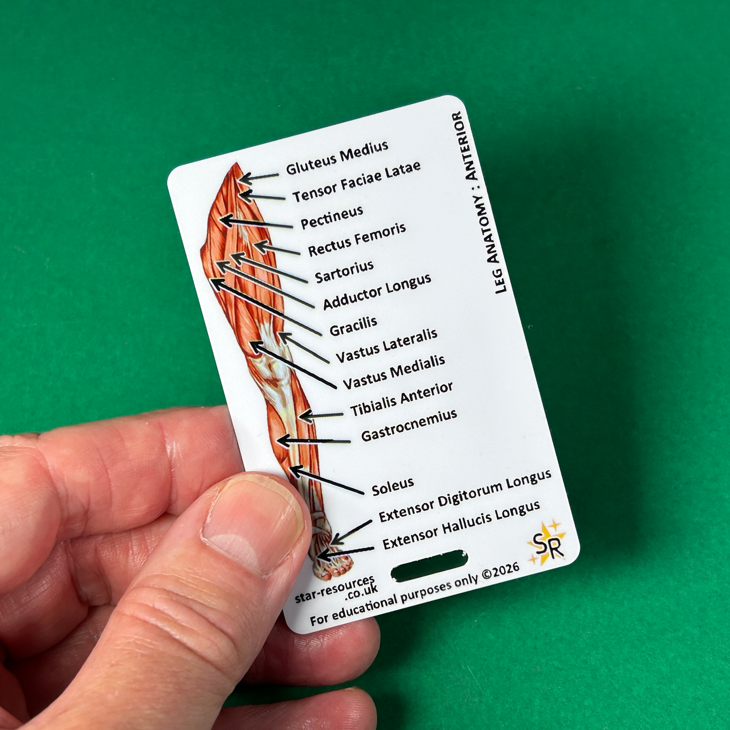 Anatomy - Human Musculature ID Badges Cards