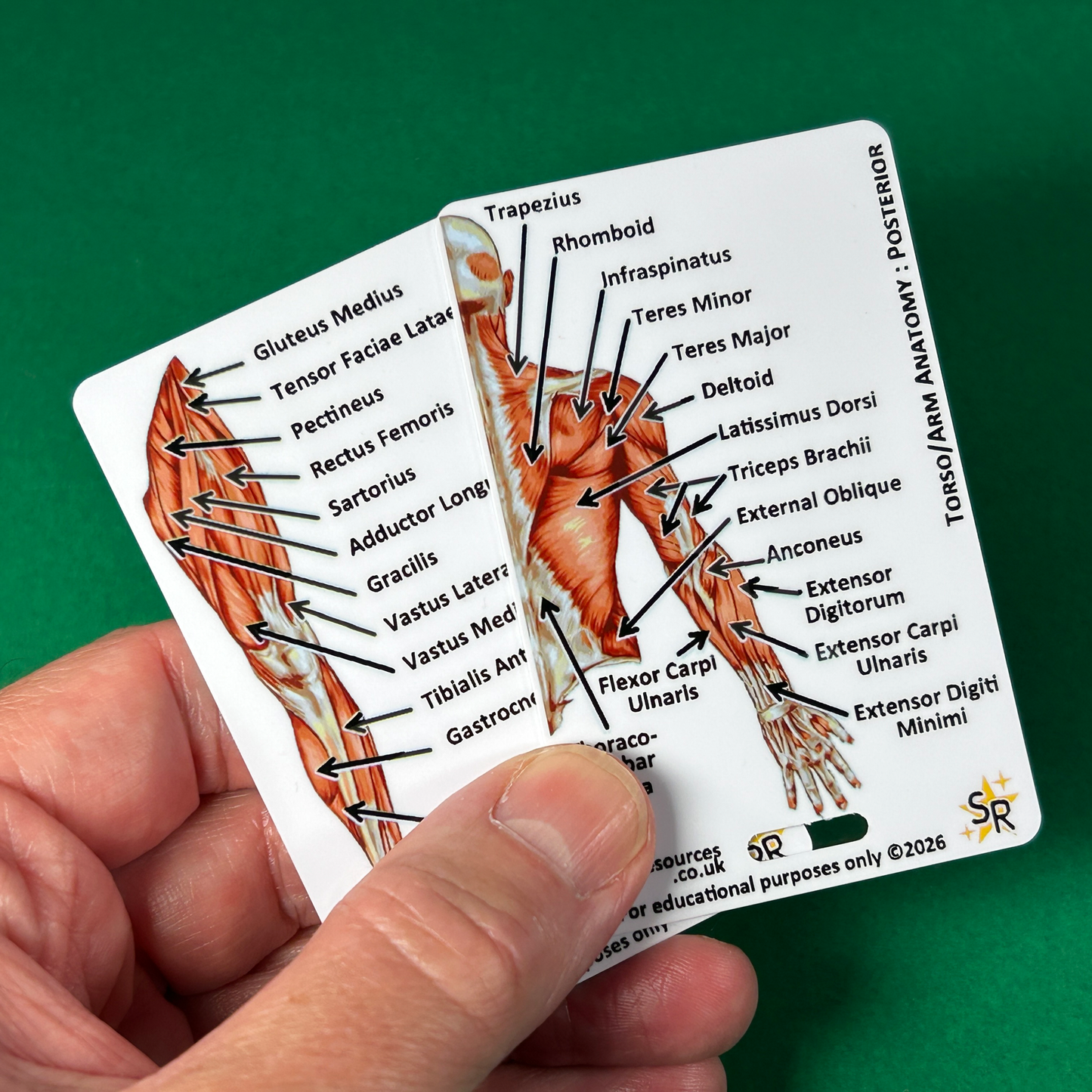 Anatomy - Human Musculature ID Badges Cards